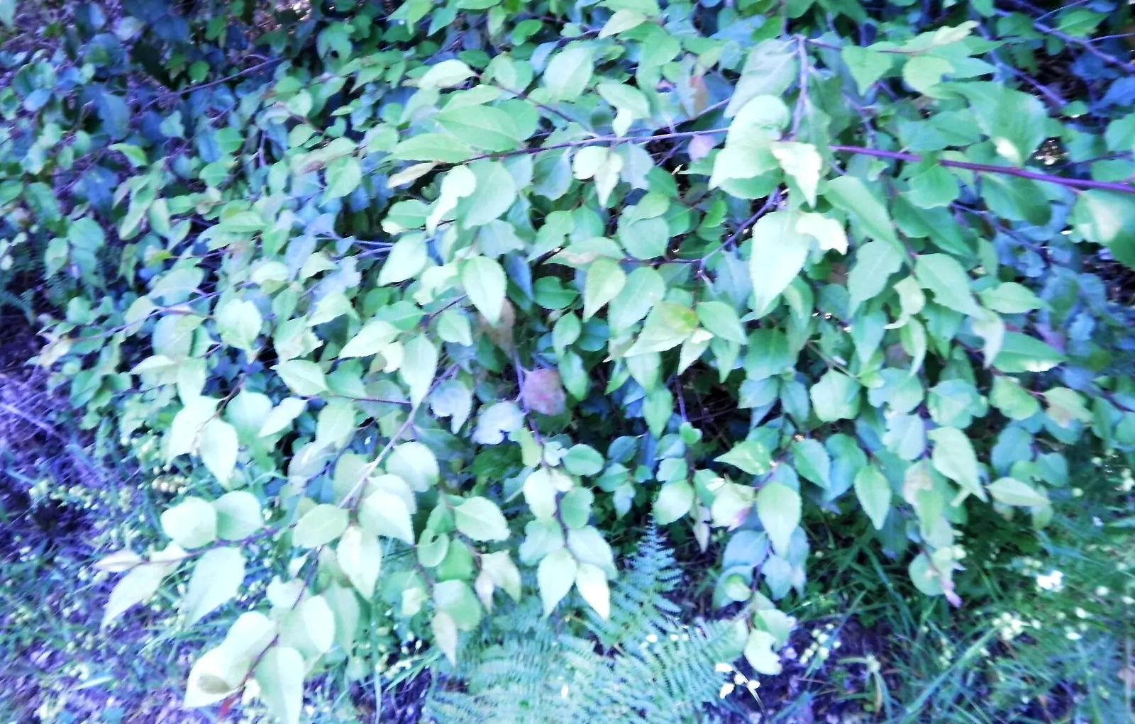 Mayten Tree (Maytenus Boaria) — It thrives best in USDA hardiness zones 8-11 and prefers well-draining soil; scientifically named Maytenus boaria, image 63