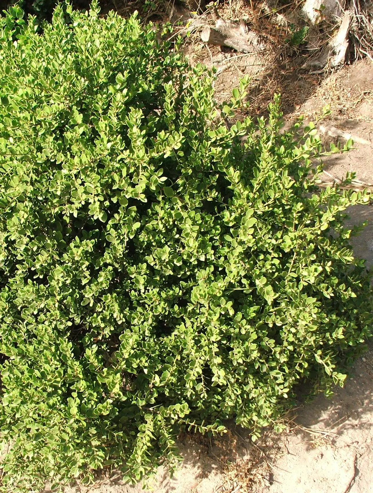 Mayten Tree (Maytenus Boaria) — inconspicuous greenish-white flowers; is an elegant and versatile evergreen species hailing from South America, image 70