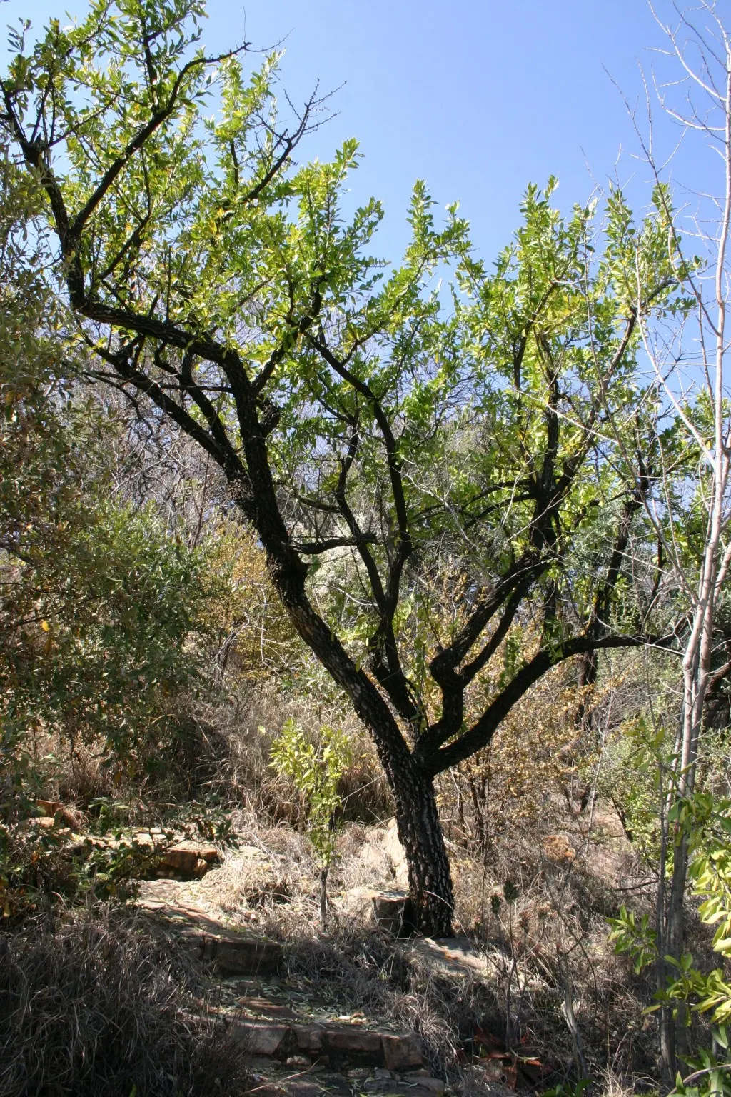 Mayten Tree (Maytenus Boaria) — notably Chile and Argentina; its slender branches and small leaves create a soft, lacy canopy, offering light, image 80