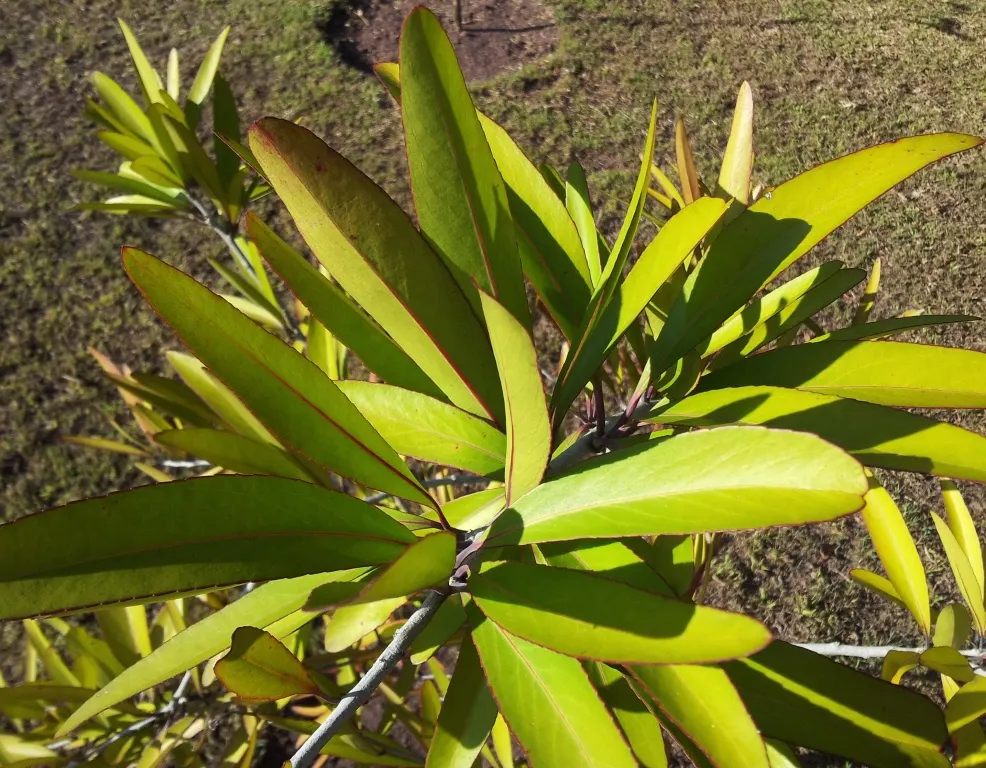 Mayten Tree (Maytenus Boaria) — The Mayten Tree, Maytenus boaria, is an elegant evergreen, ideal for grace and texture in landscapes; regular, image 49