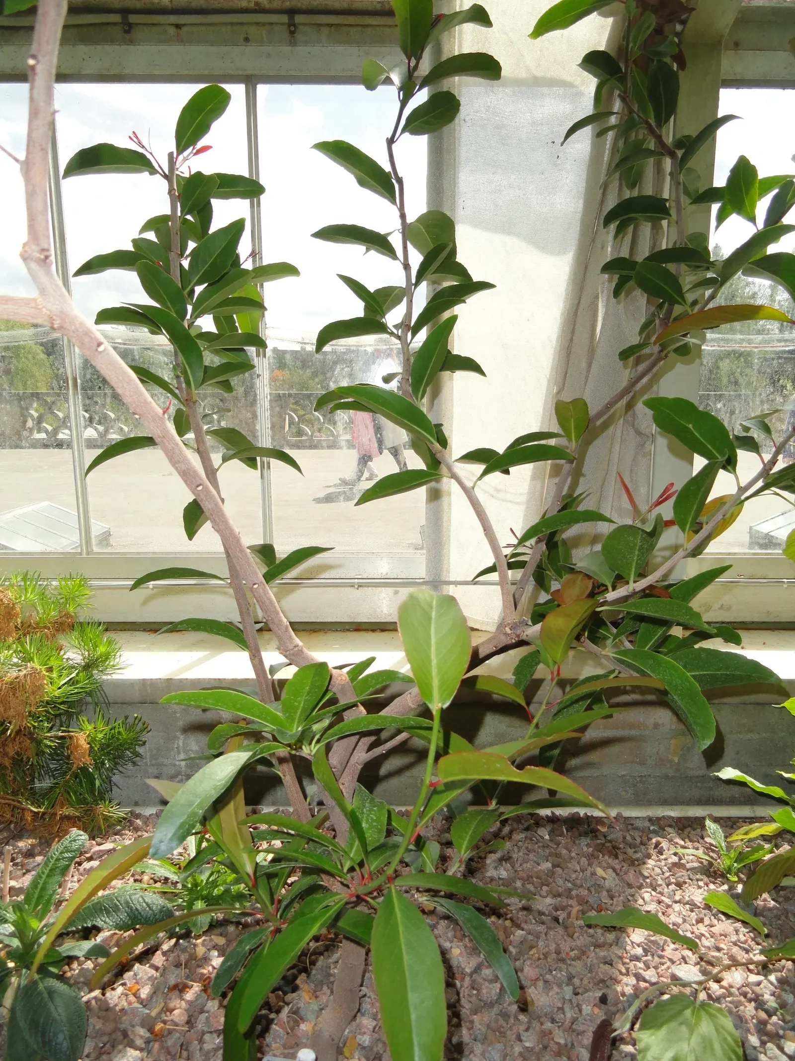 Mayten Tree (Maytenus Boaria) — Regular pruning maintains its shape, and it tolerates urban pollution; the Mayten Tree, Maytenus boaria, is an, image 52