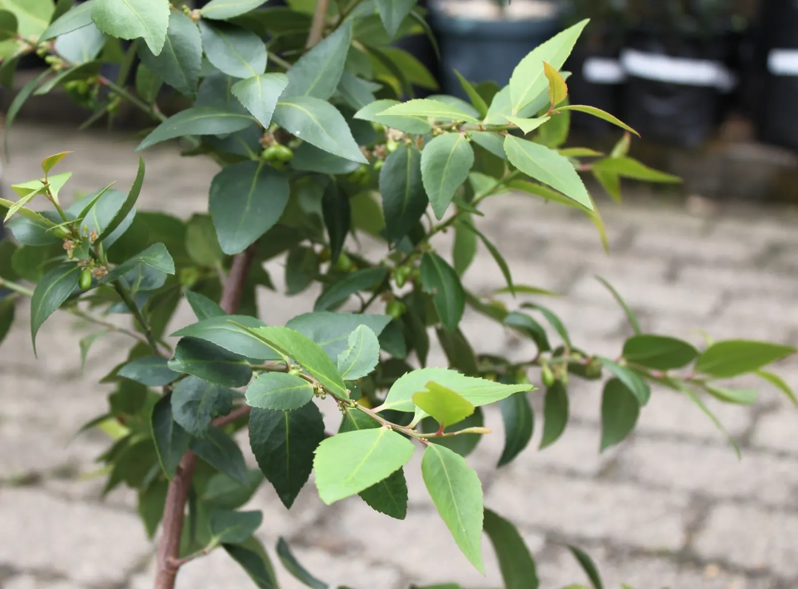 Mayten Tree (Maytenus Boaria) — almost feathery appearance; with its fine weeping foliage, the Mayten grows to a height of 20-30 feet and spreads 15-20 feet