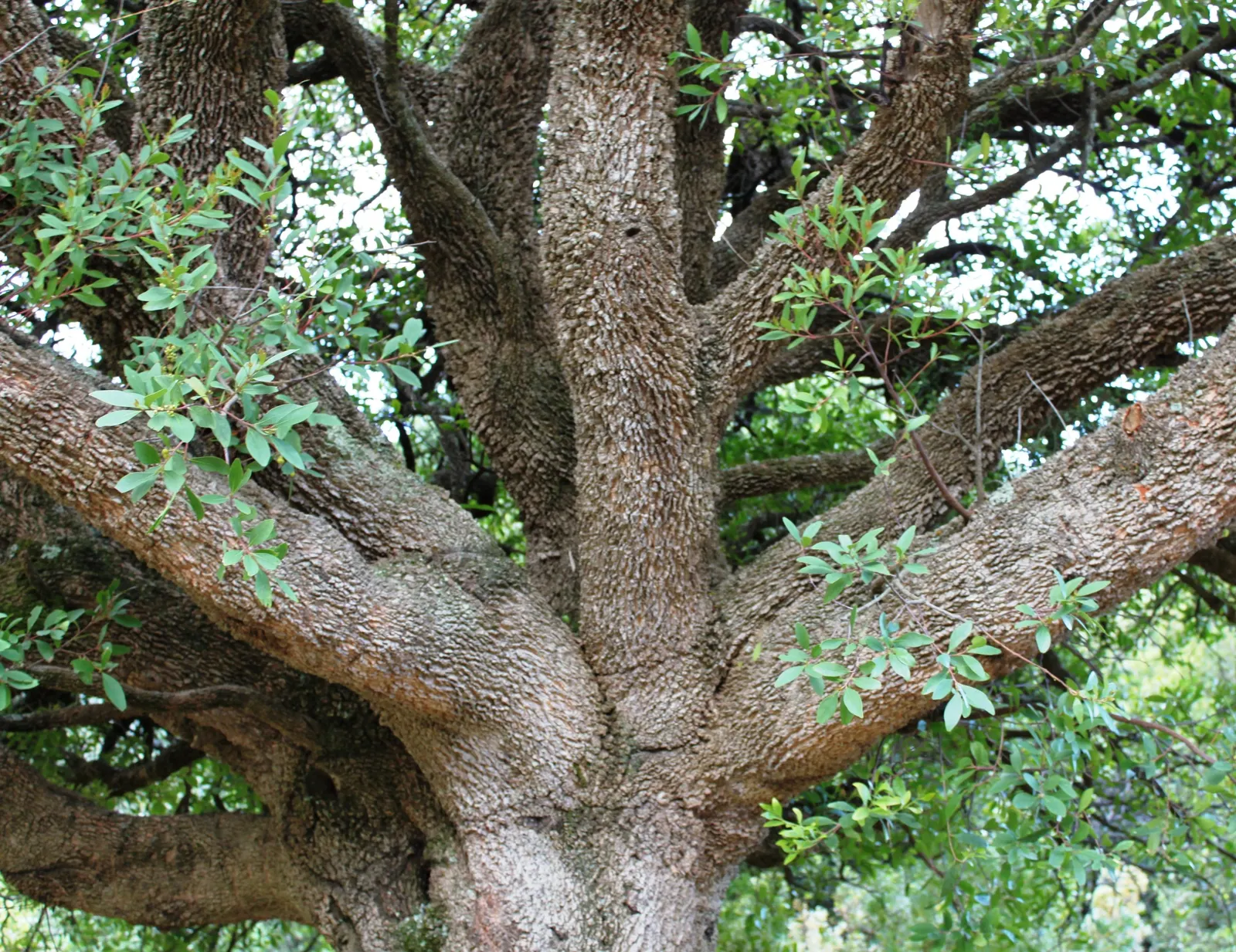 Mayten Tree (Maytenus Boaria) — With its fine weeping foliage, the Mayten grows to a height of 20-30 feet and spreads 15-20 feet wide; almost, image 50