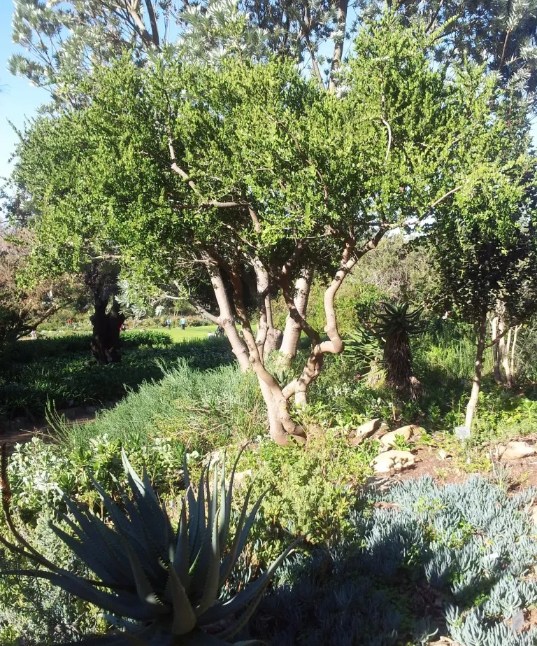Mayten Tree (Maytenus Boaria) — Adaptable to varied soils, it prefers full sun to light shade; requiring minimal supplemental watering.<br><br>For, image 75
