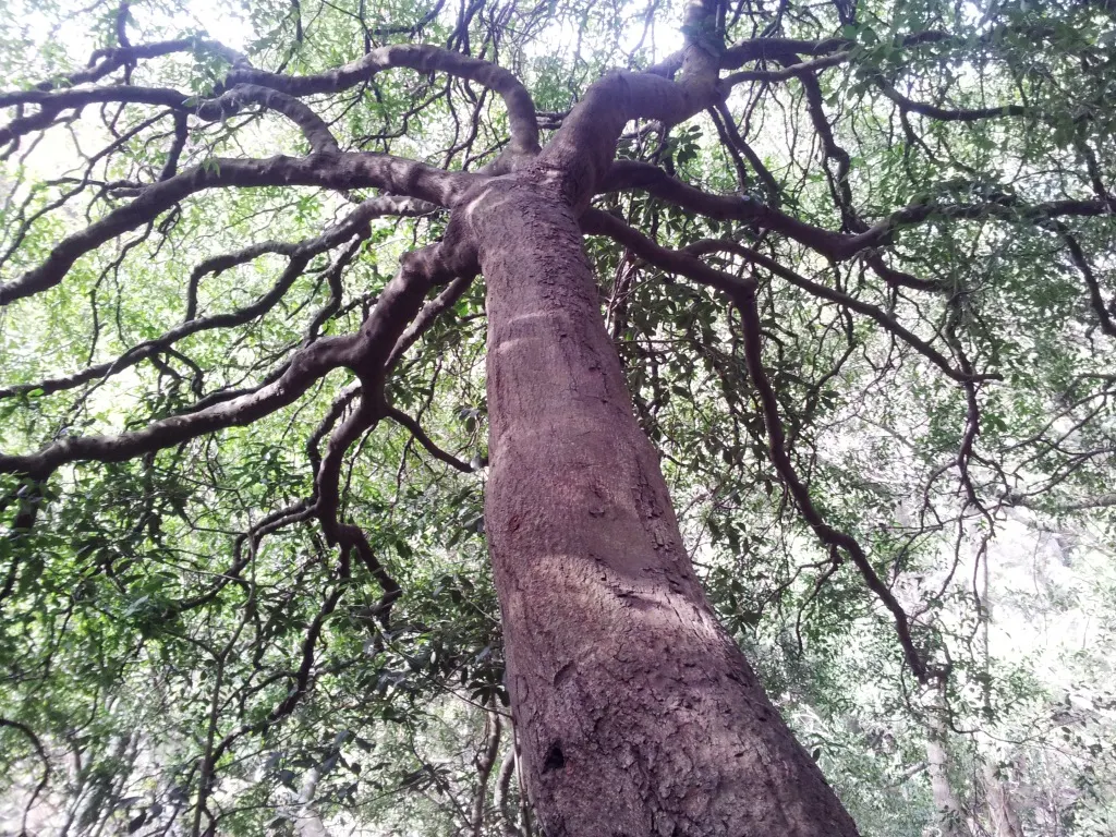 Mayten Tree (Maytenus Boaria) — the tree is drought-tolerant once established; its non-invasive root system makes it suitable for locations near, image 65
