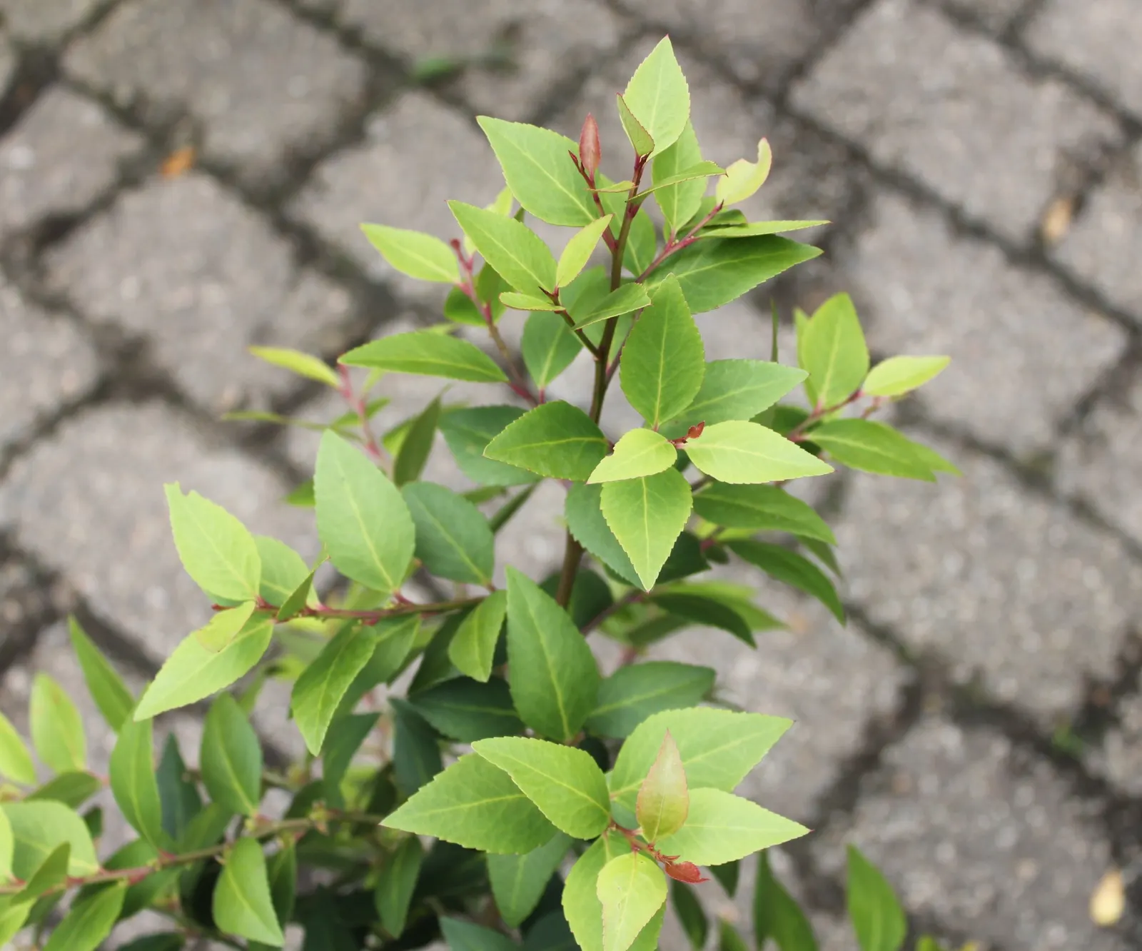 Mayten Tree (Maytenus Boaria) — the Mayten Tree forms a naturally rounded canopy; as a graceful addition to any landscape, image 60