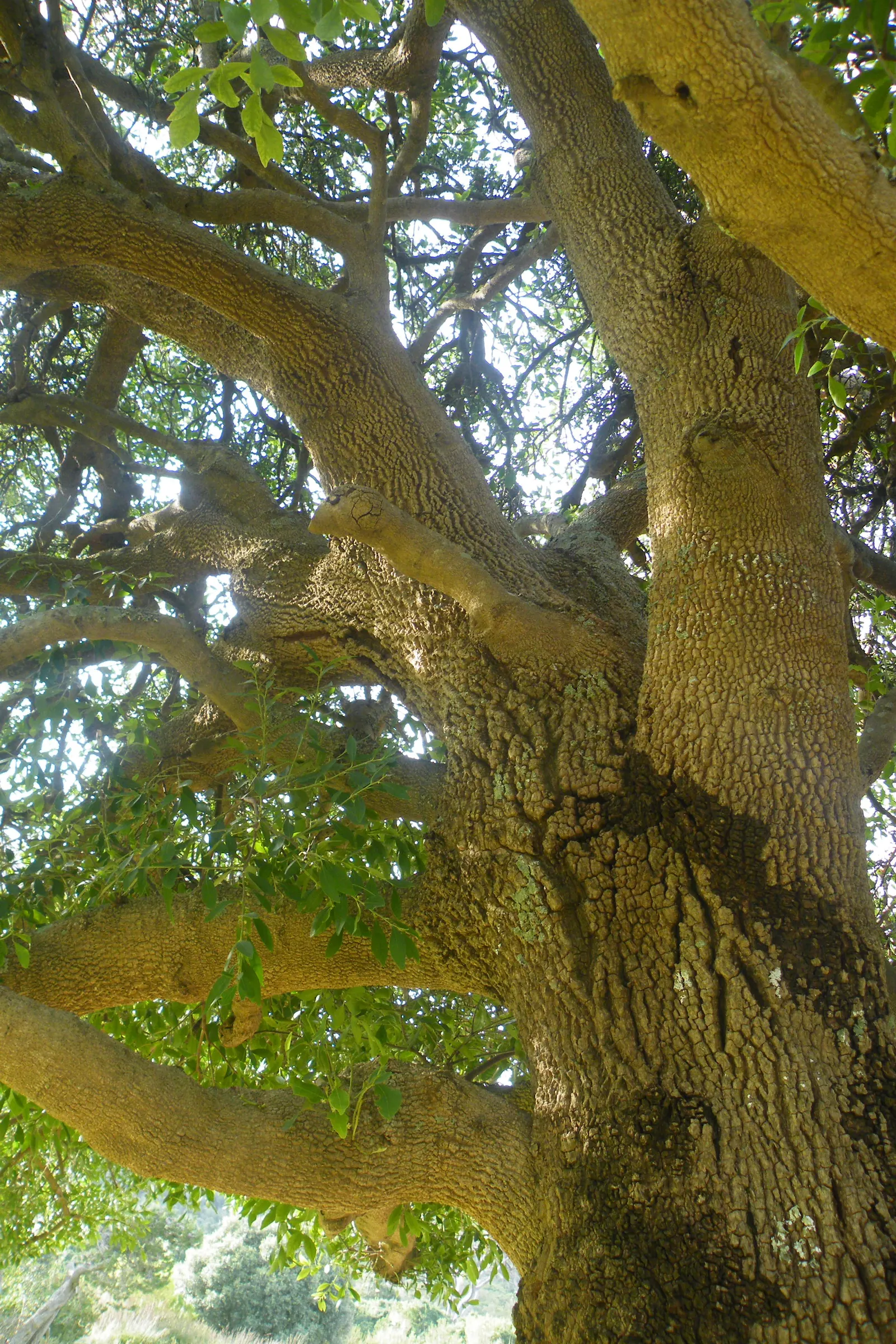 Mayten Tree (Maytenus Boaria) — it should be situated in full sun to partial shade; this tree is recognized for its fine, image 67