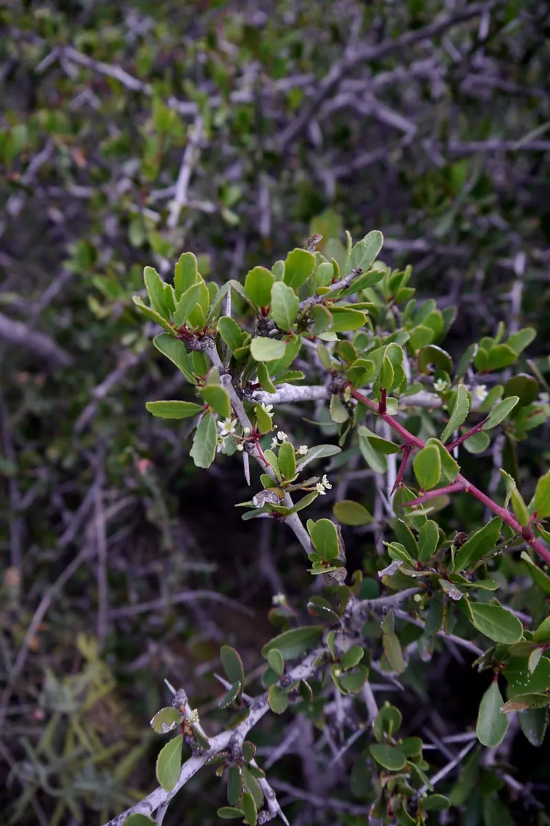 Mayten Tree (Maytenus Boaria) — notably Chile and Argentina; its slender branches and small leaves create a soft, lacy canopy, offering light, image 56
