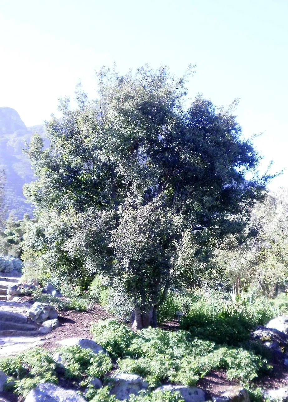 Mayten Tree (Maytenus Boaria) — As a graceful addition to any landscape; the Mayten Tree forms a naturally rounded canopy, image 57