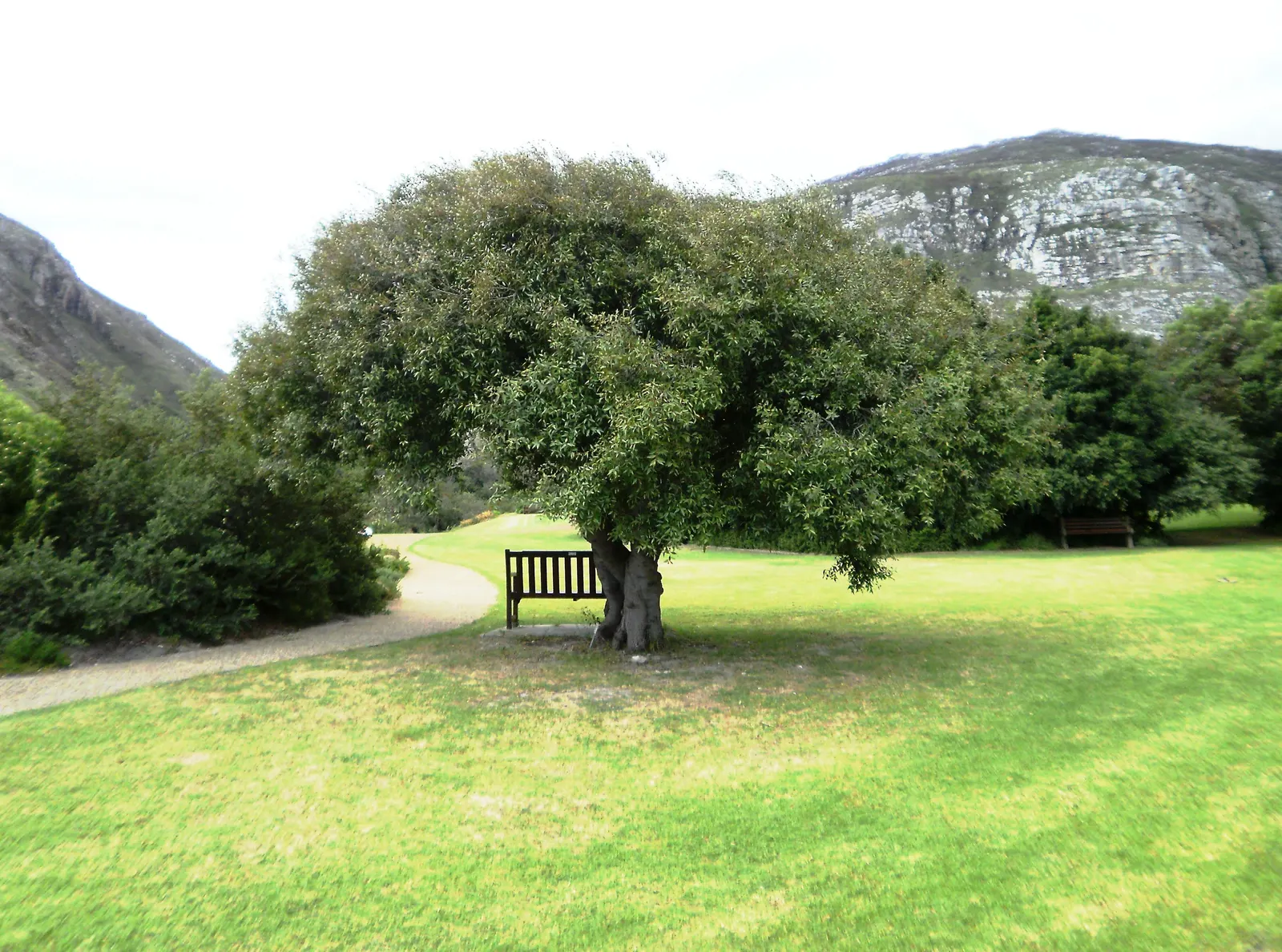 Mayten Tree (Maytenus Boaria) — albeit accommodating various soil types; providing a subtle sense of enclosure without overwhelming the space, image 64