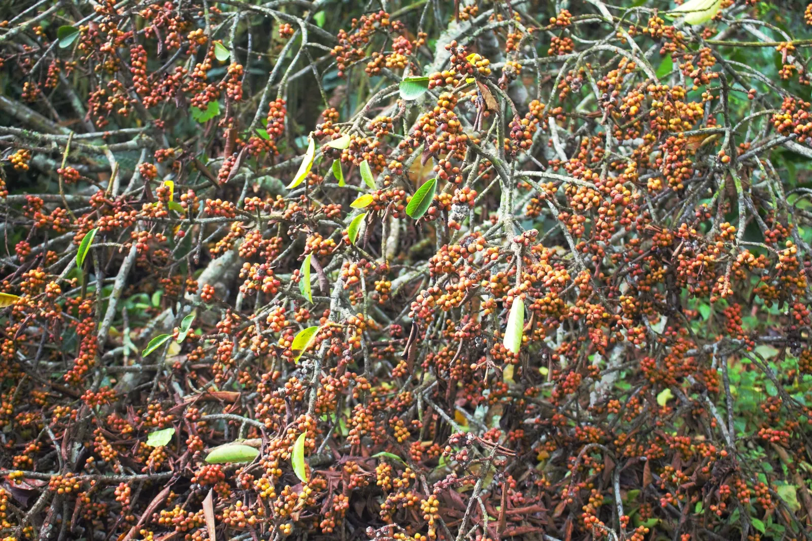 Mayten Tree (Maytenus Boaria) — With its fine weeping foliage, the Mayten grows to a height of 20-30 feet and spreads 15-20 feet wide; almost, image 74