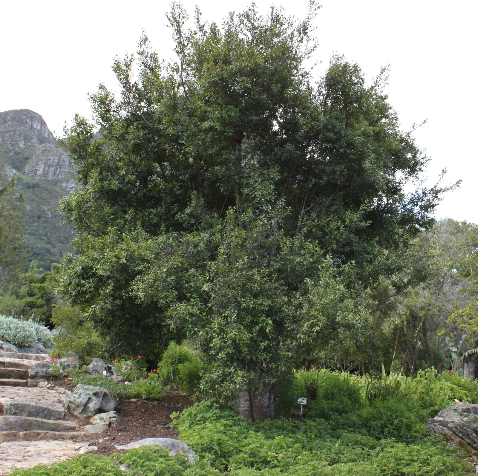 Mayten Tree (Maytenus Boaria) — Adaptable to varied soils, it prefers full sun to light shade