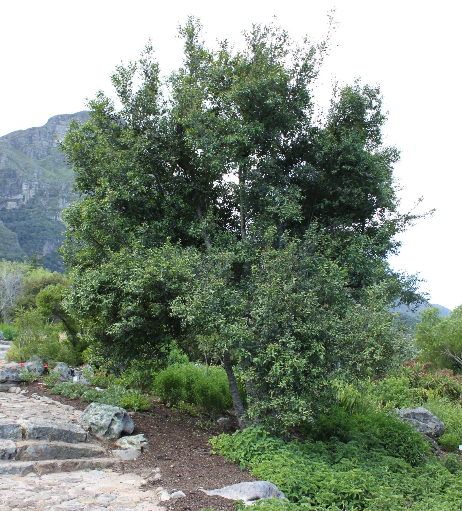 Mayten Tree (Maytenus Boaria) — providing a subtle sense of enclosure without overwhelming the space; albeit accommodating various soil types, image 61