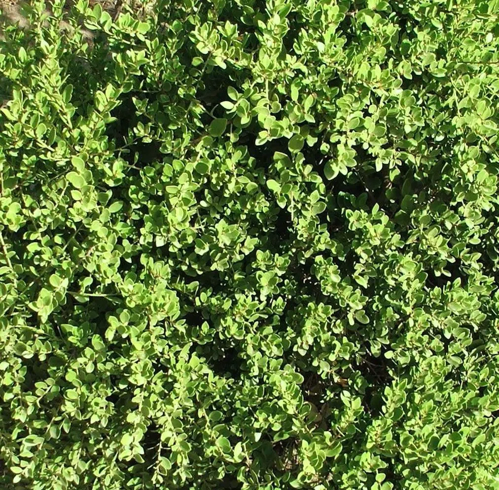 Mayten Tree (Maytenus Boaria) — Its non-invasive root system makes it suitable for locations near paths or structures; the tree is drought-tolerant, image 68