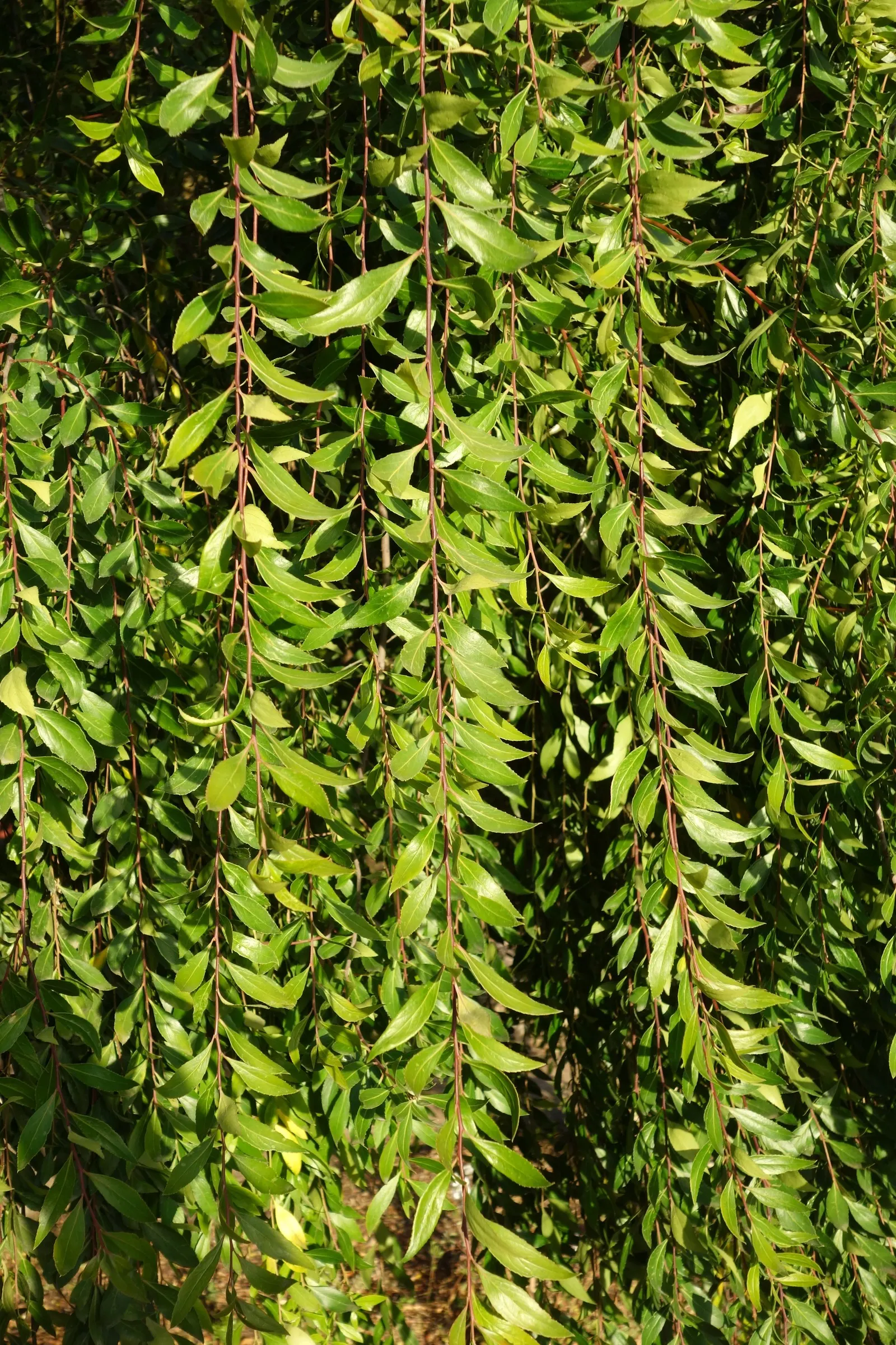 Mayten Tree (Maytenus Boaria) — Its slender branches and small leaves create a soft, lacy canopy, offering light, dappled shade; notably Chile and, image 77