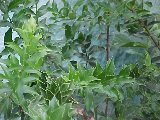 Mayten Tree (Maytenus Boaria) — tree for full; the Mayten Tree offers subtle, image 72