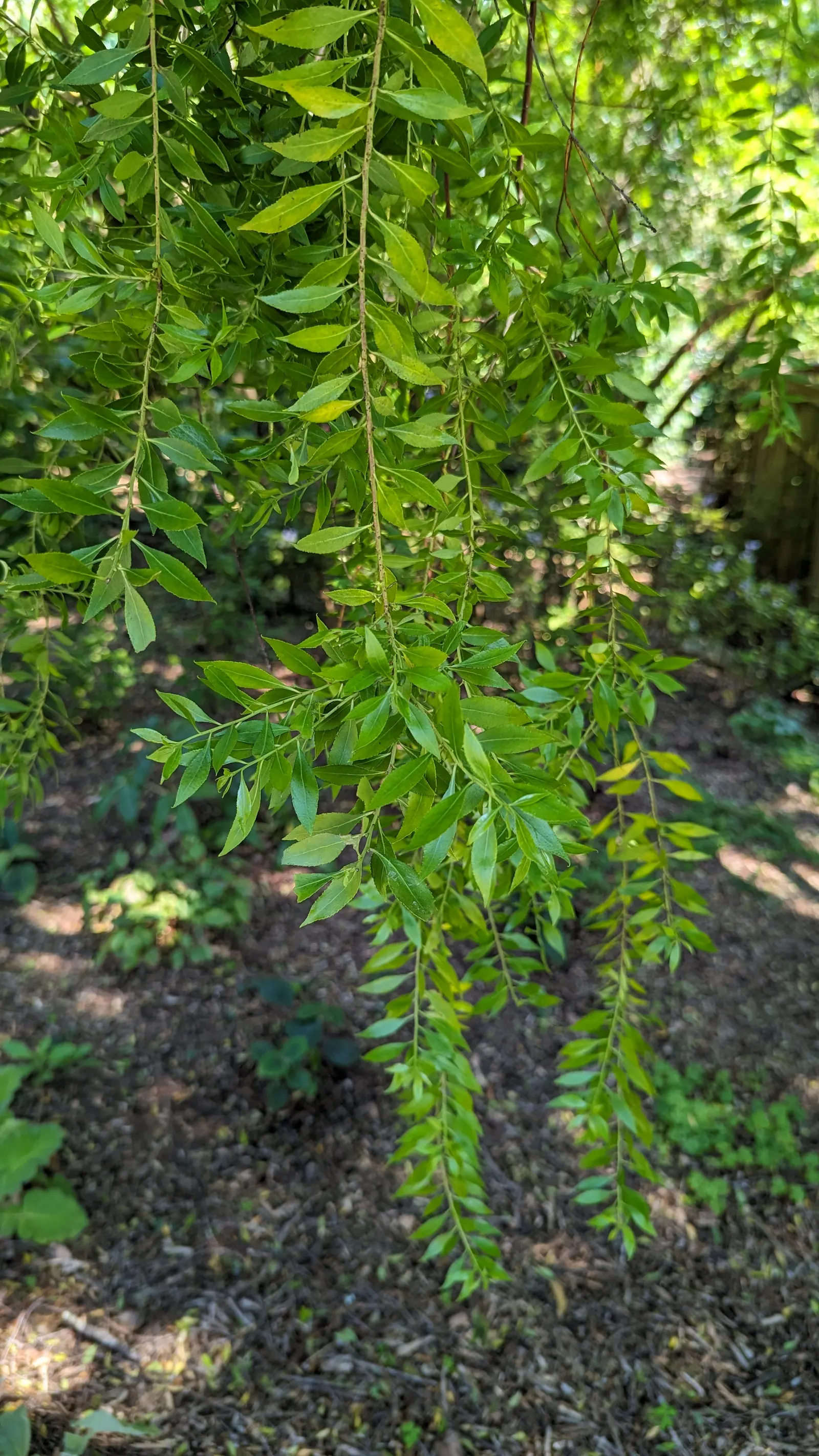 Mayten Tree (Maytenus Boaria) — is an elegant and versatile evergreen species hailing from South America; inconspicuous greenish-white flowers, image 79