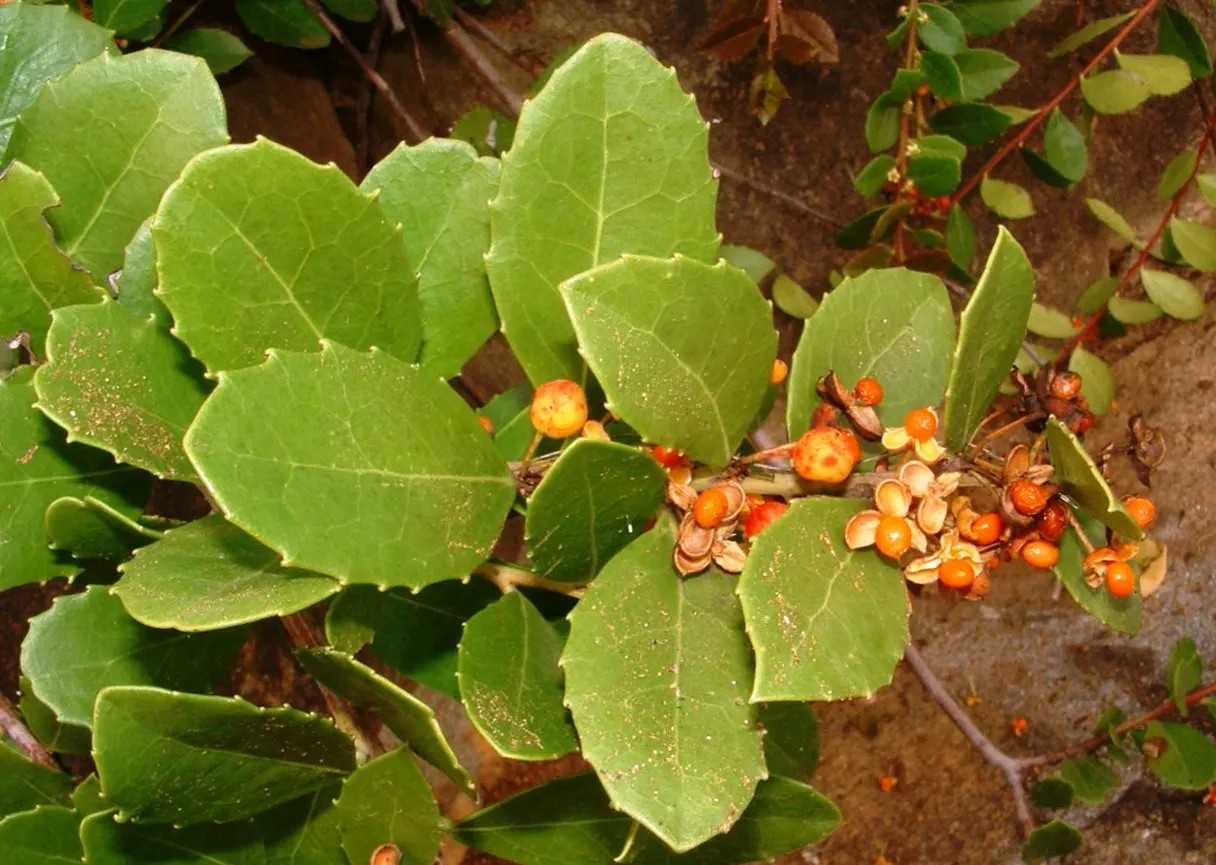Mayten Tree (Maytenus Boaria) — requiring minimal supplemental watering.<br><br>For optimal growth; adaptable to varied soils, it prefers full sun, image 66