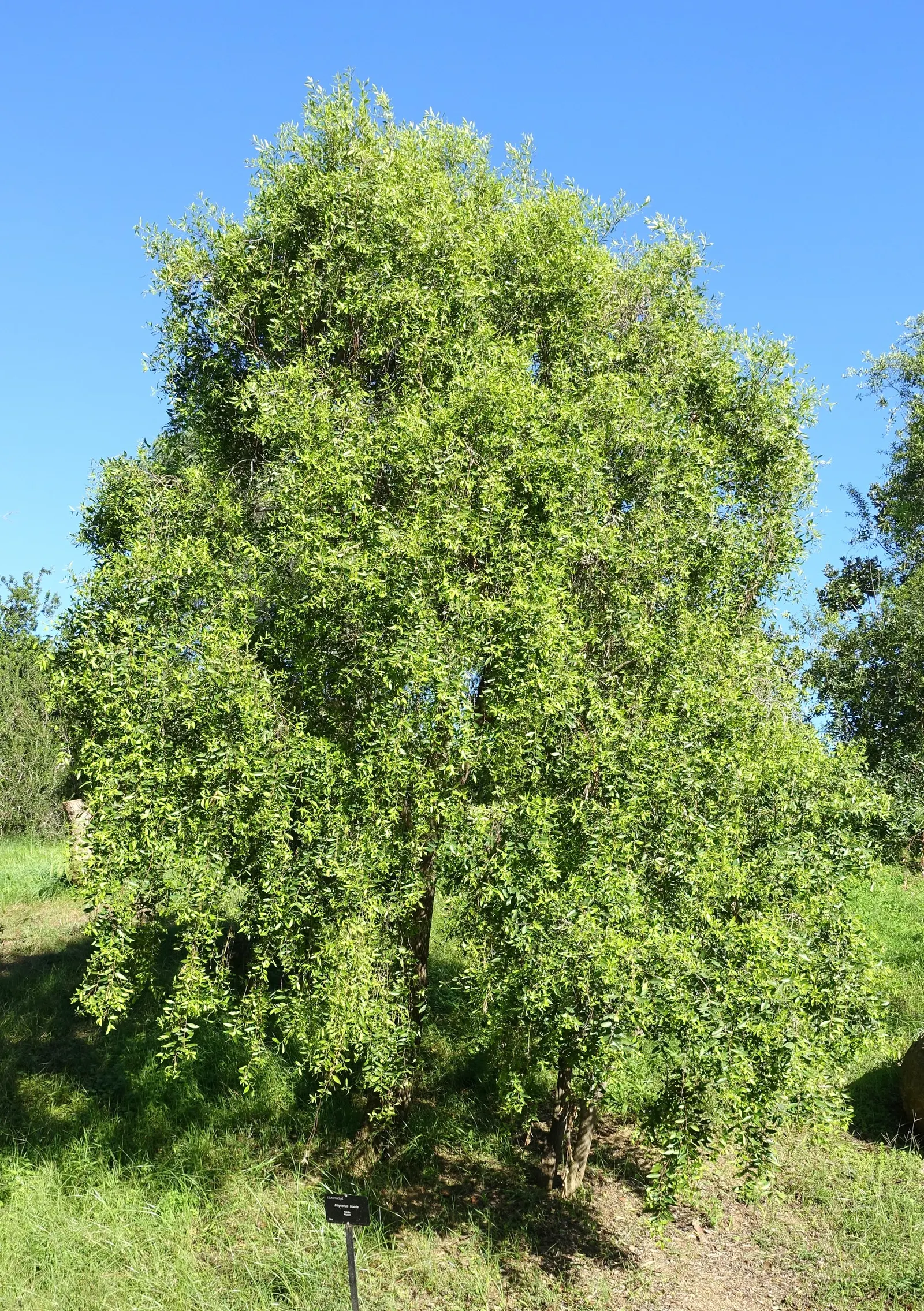Mayten Tree (Maytenus Boaria) — scientifically named Maytenus boaria; it thrives best in USDA hardiness zones 8-11 and prefers well-draining soil, image 78