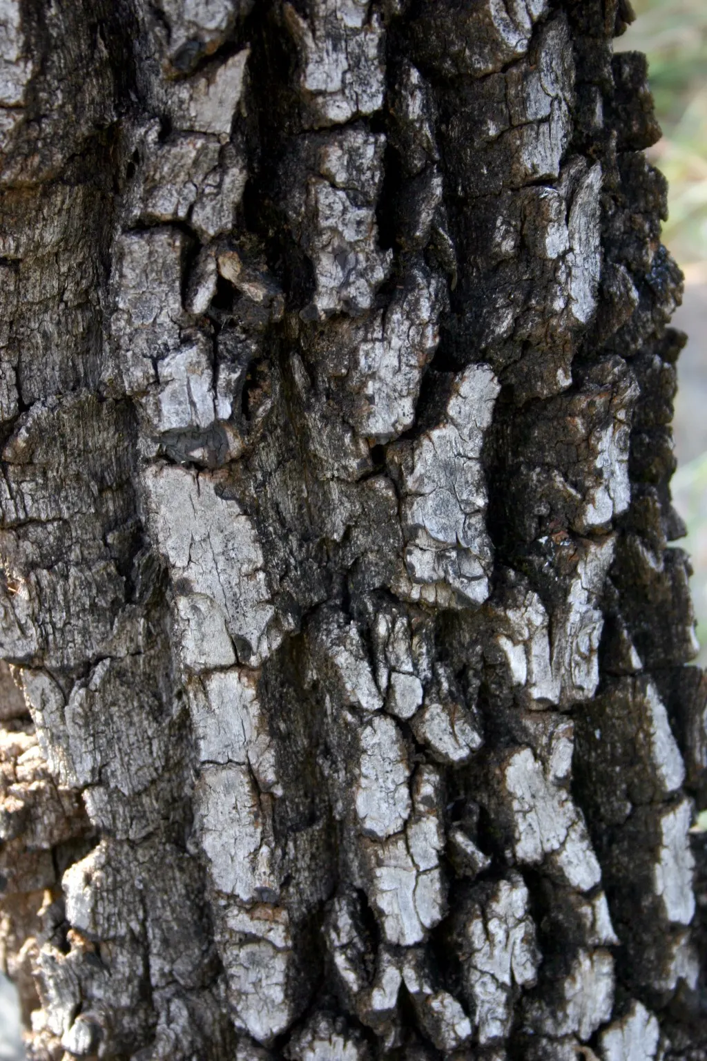Mayten Tree (Maytenus Boaria) — almost feathery appearance; with its fine weeping foliage, the Mayten grows to a height of 20-30 feet and spreads, image 59