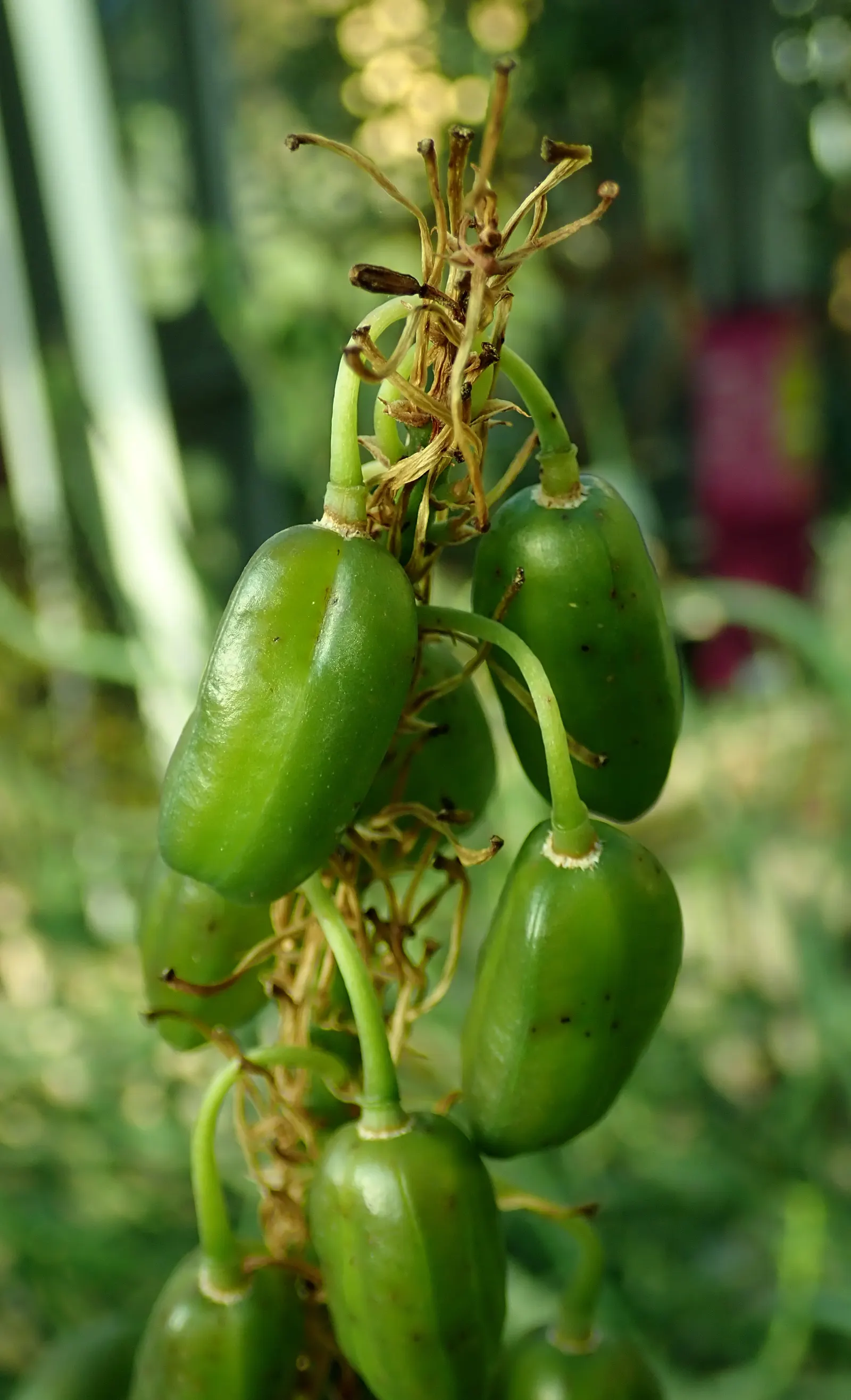 Mt. Elgon Aloe (Aloe Elgonica) — it requires minimal water
