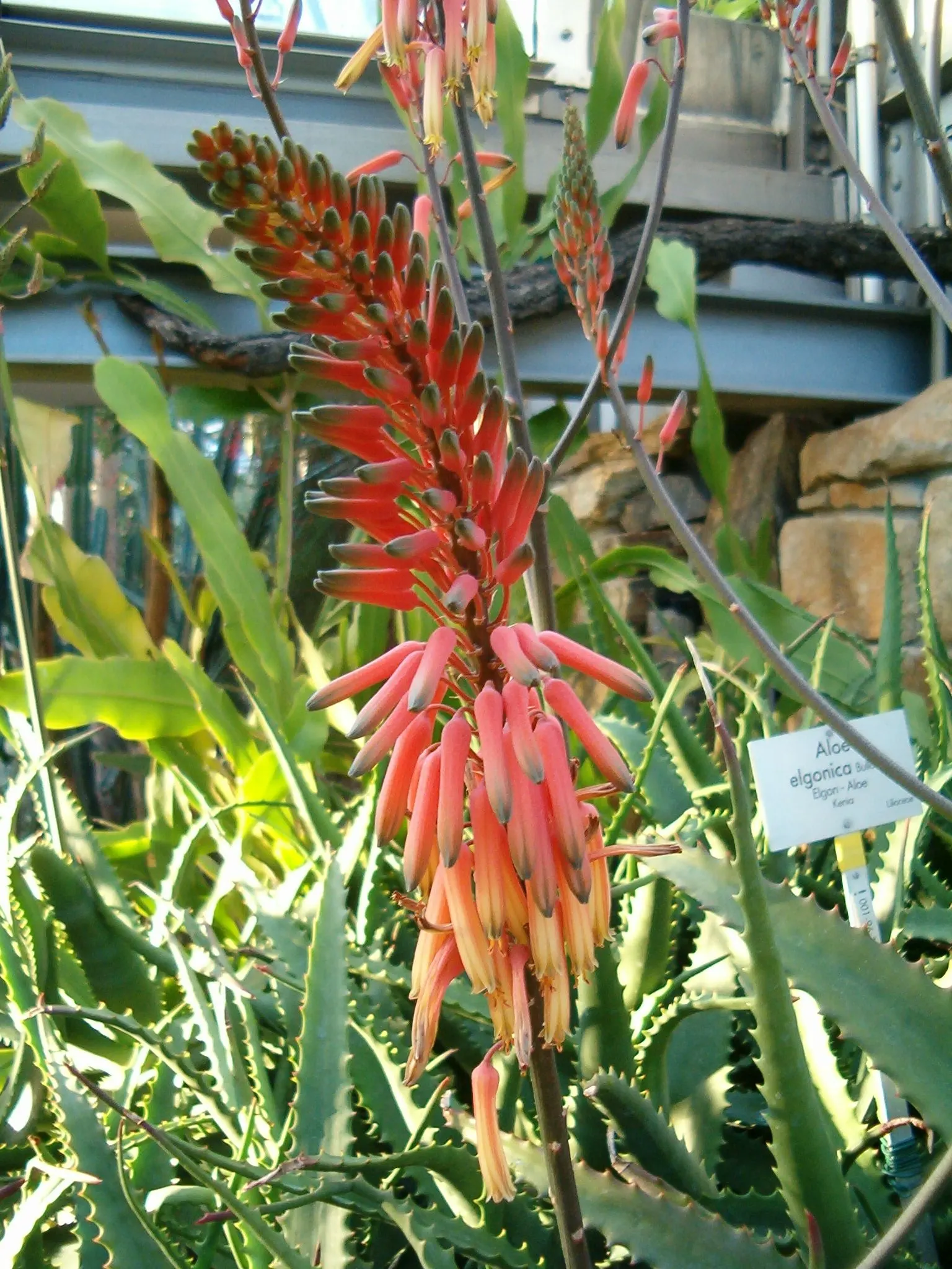 Mt. Elgon Aloe (Aloe Elgonica) — with striking lanceolate leaves spanning up to 24 inches in length