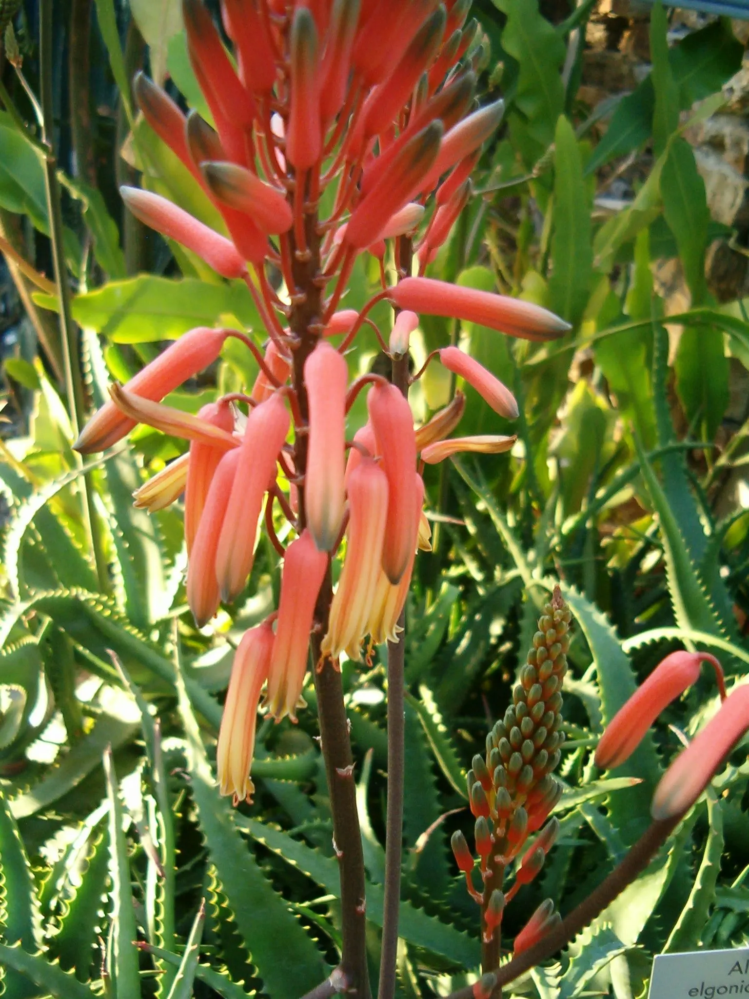 Mt. Elgon Aloe (Aloe Elgonica) — favoring well-drained soil composition and a sunny to partial-shade location