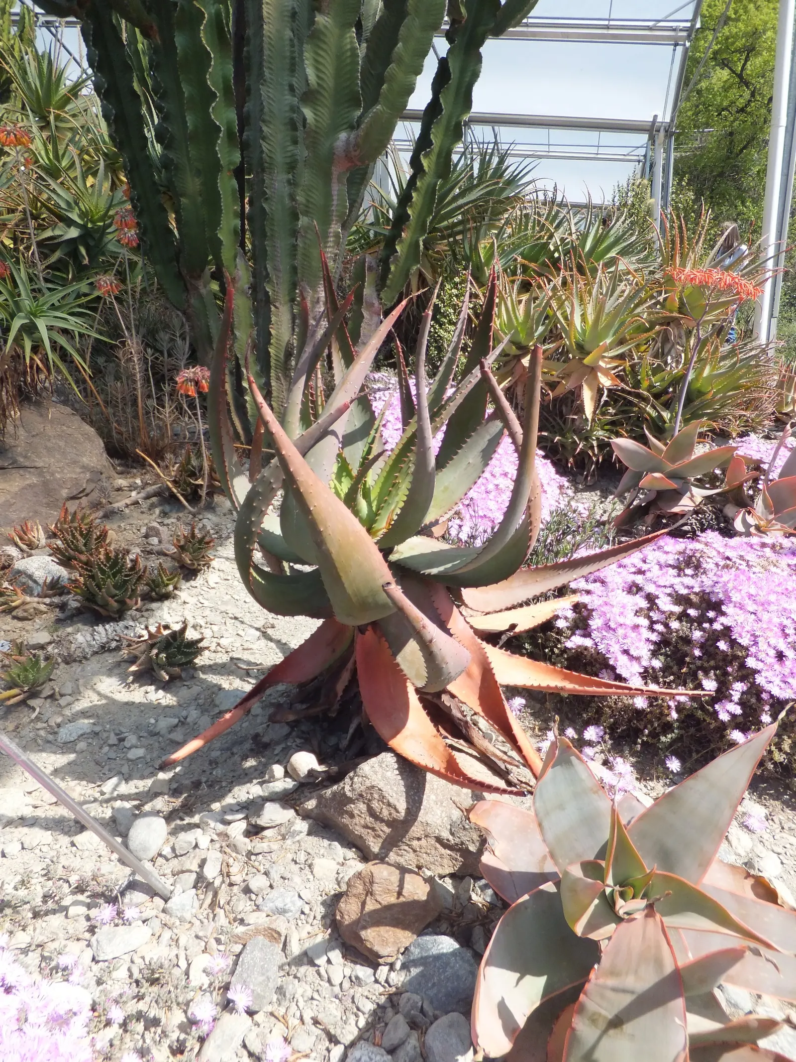Mt. Elgon Aloe (Aloe Elgonica) — In late spring to early summer