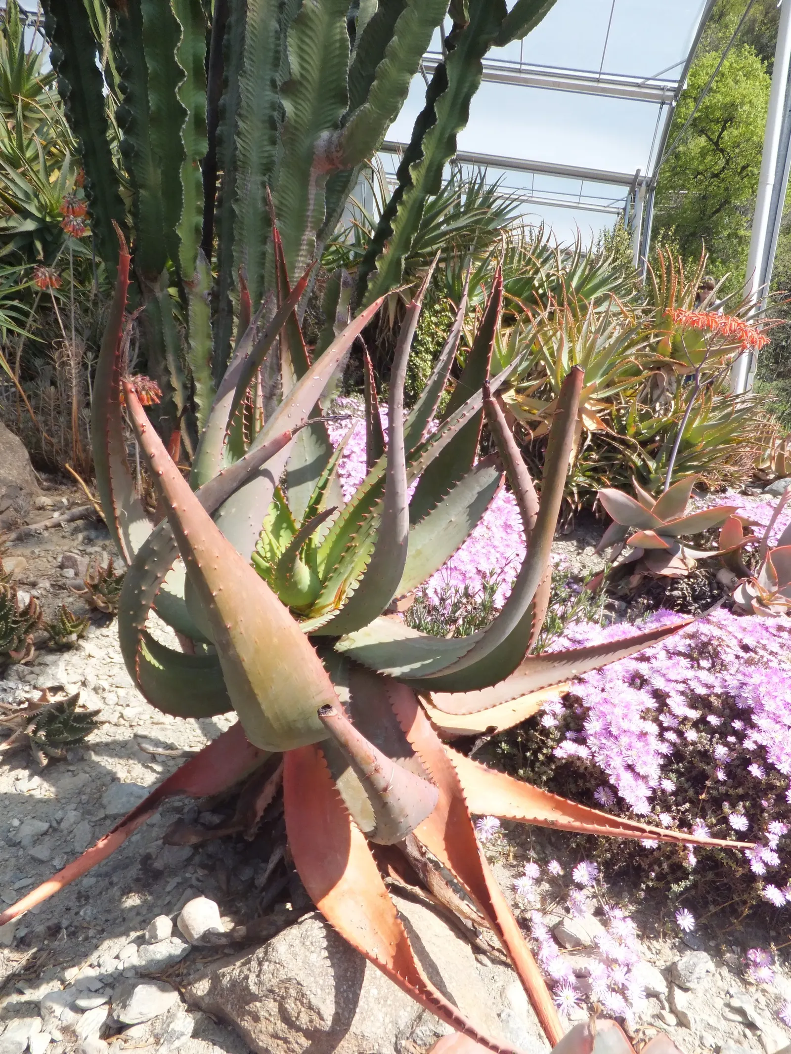 Mt. Elgon Aloe (Aloe Elgonica) — is an exquisite succulent that finds its origins on the slopes of Mt