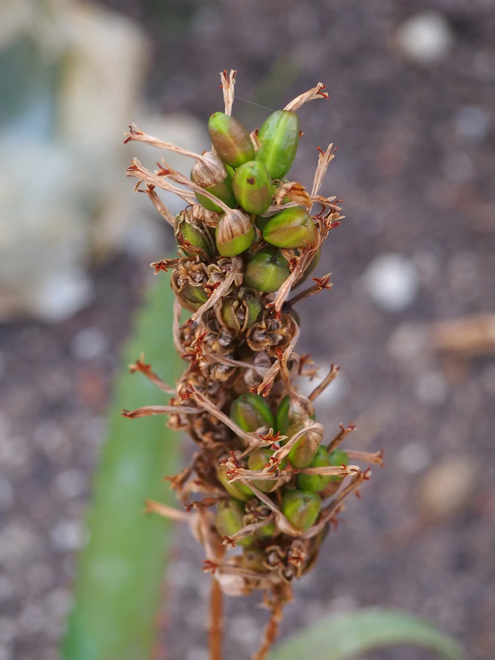 Mt. Elgon Aloe (Aloe Elgonica) — spreading rosettes that can reach approximately 12 to 18 inches in diameter
