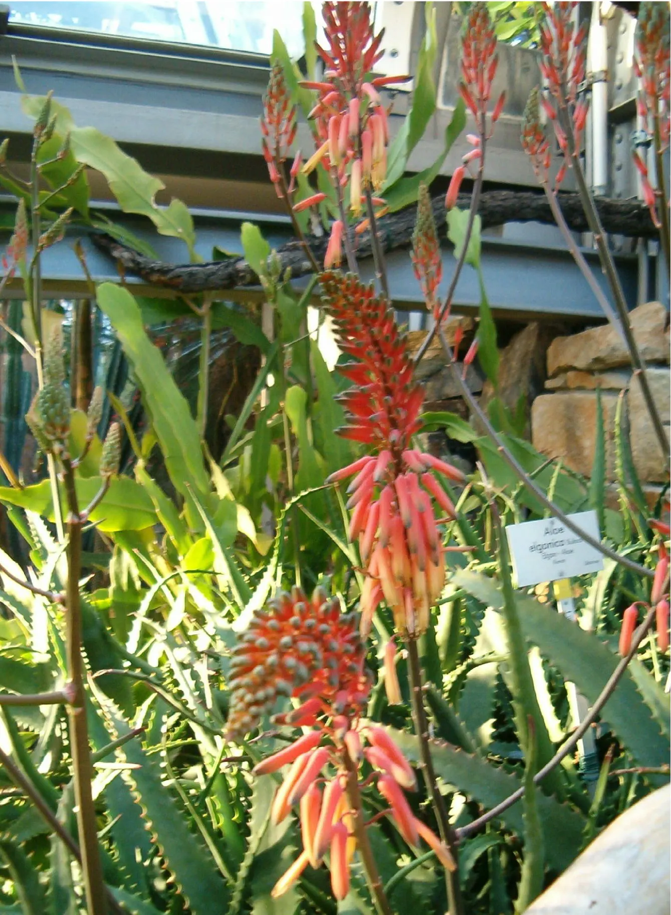 Mt. Elgon Aloe (Aloe Elgonica) — adding contrast and visual interest to any garden space.<br><br>Aloe elgonica thrives in USDA zones 9 to 11