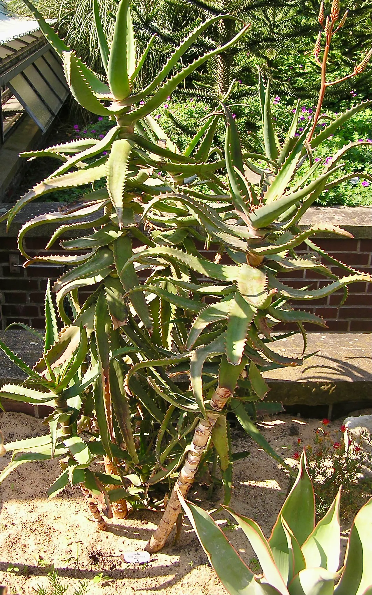 Mt. Elgon Aloe (Aloe Elgonica) — It sports vibrant green leaves and reaches up to 2 feet in height