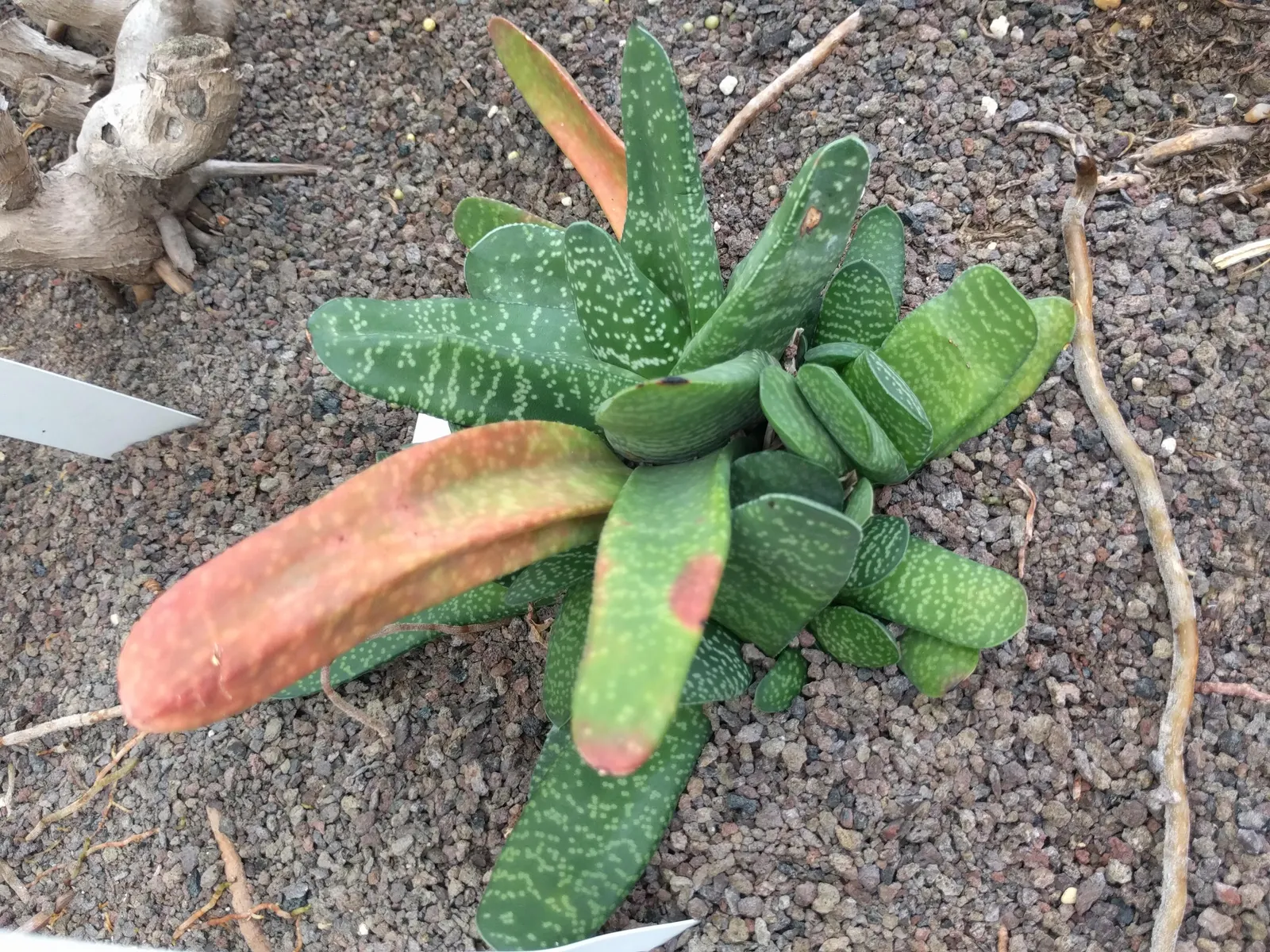 Mt. Elgon Aloe (Aloe Elgonica) — it produces striking orange-red flowers on spikes up to 3 feet tall