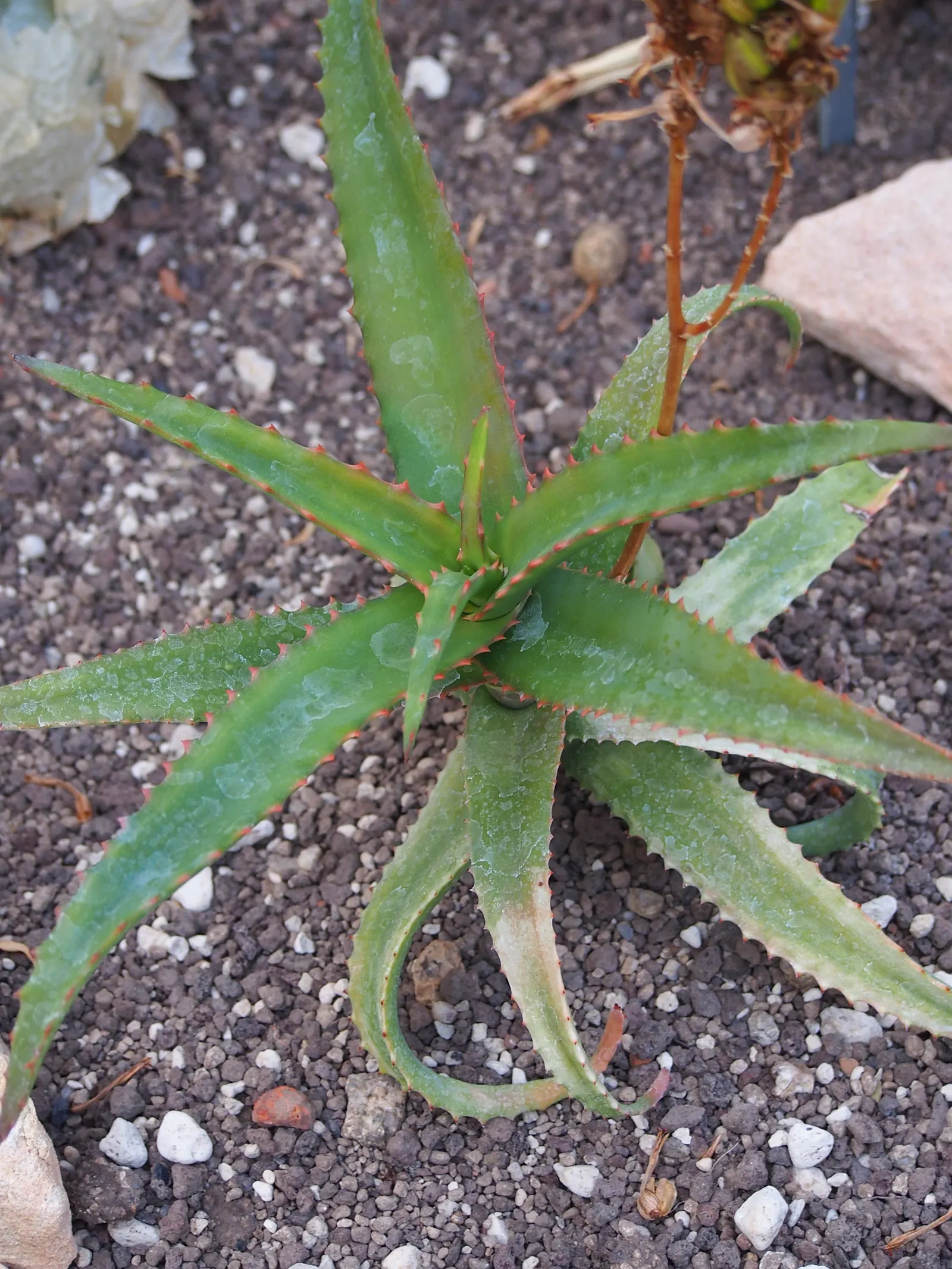Mt. Elgon Aloe (Aloe Elgonica) — This perennial plant is distinguished by its robust