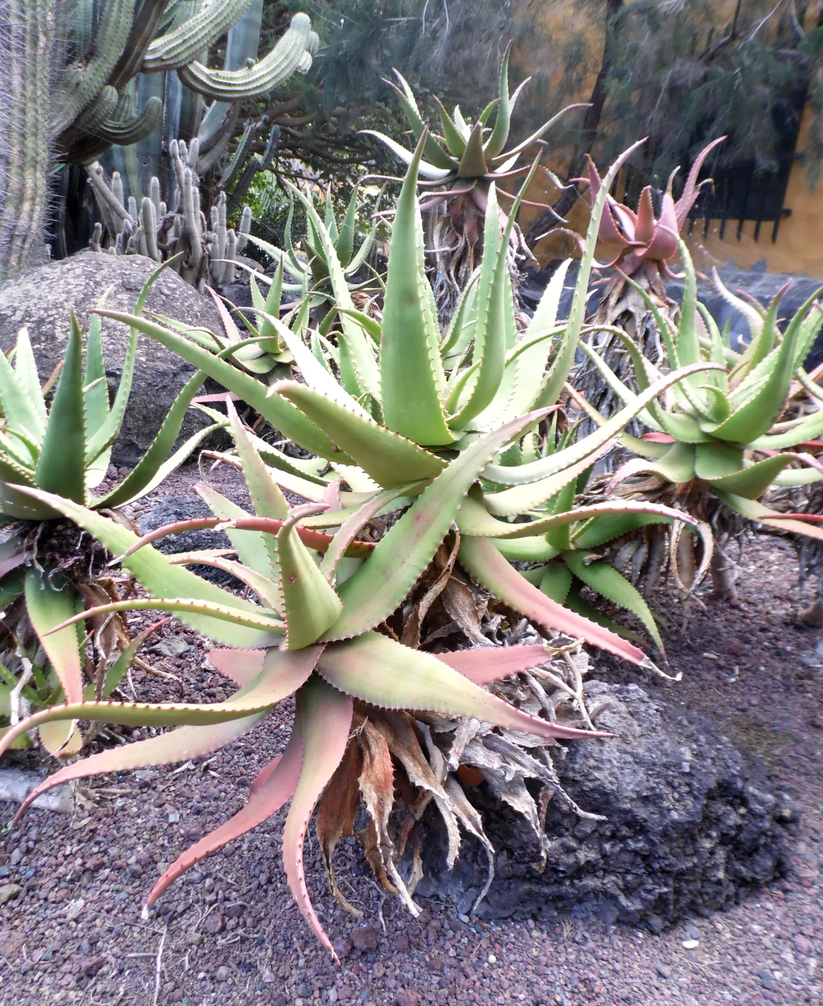 Mt. Elgon Aloe (Aloe Elgonica) — Each leaf exhibits a bluish-green hue and is adorned with white spots and reddish-brown marginal teeth