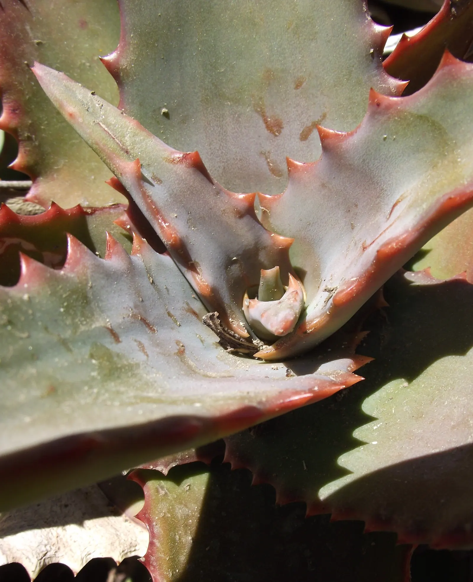 Mt. Elgon Aloe (Aloe Elgonica) — scientifically referred to as Aloe elgonica
