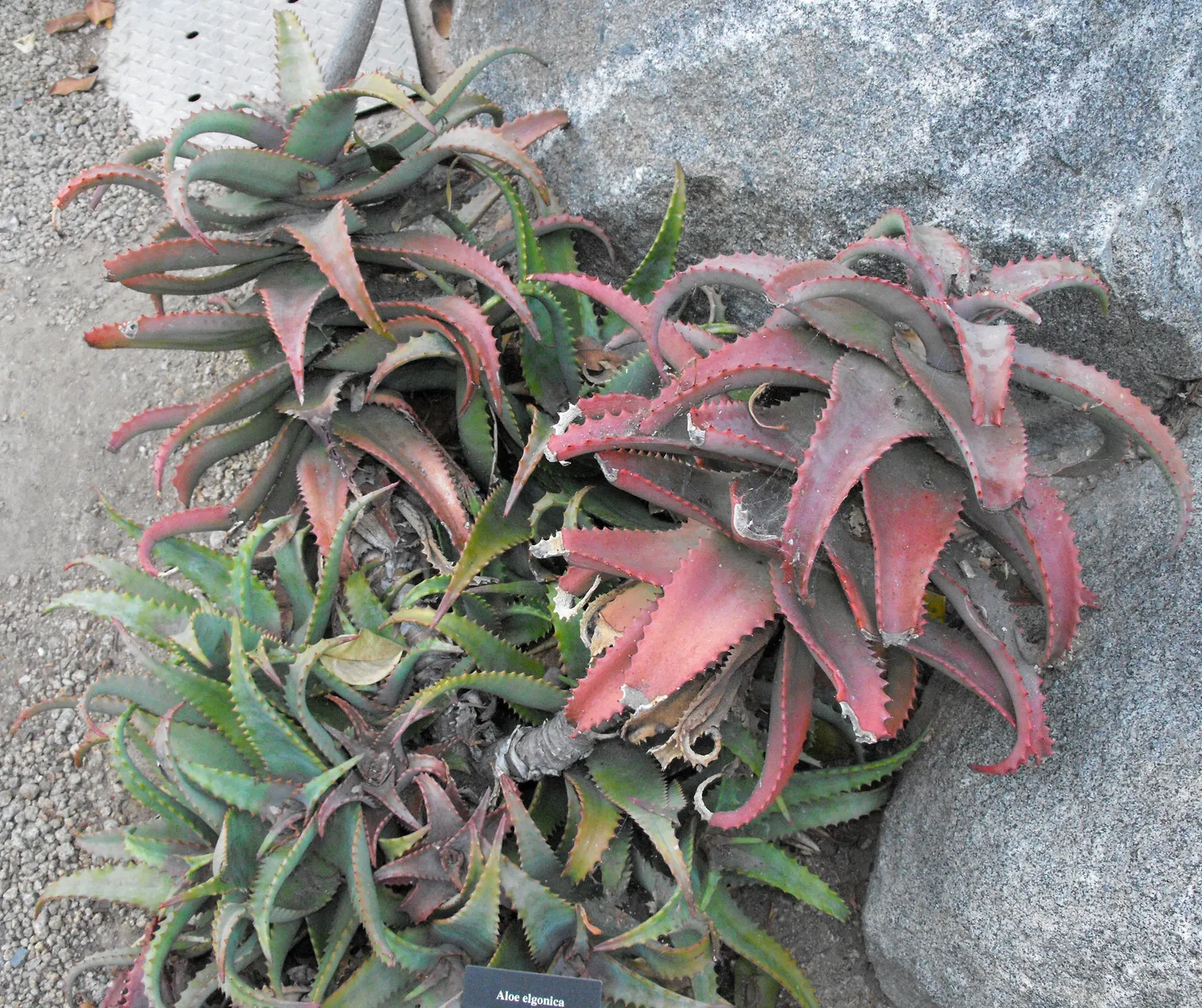 Mt. Elgon Aloe (Aloe Elgonica) — Drought-tolerant once established, it‚Äôs ideal for xeriscaping and rock gardens in USDA zones 10-11
