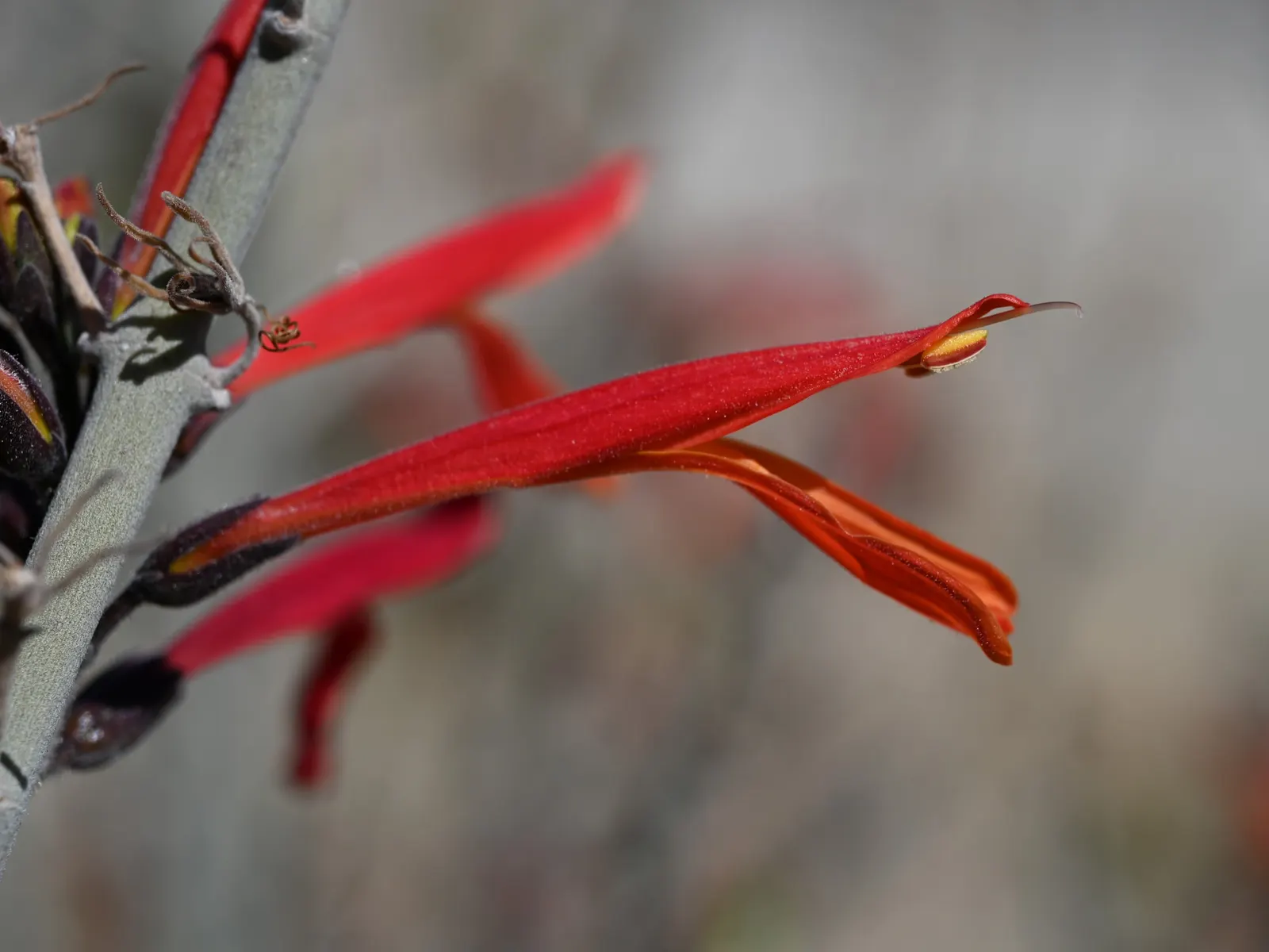 Chuparosa, Calif. Beloperone (Justicia Californica) — typically reaching 3-4 feet high and wide