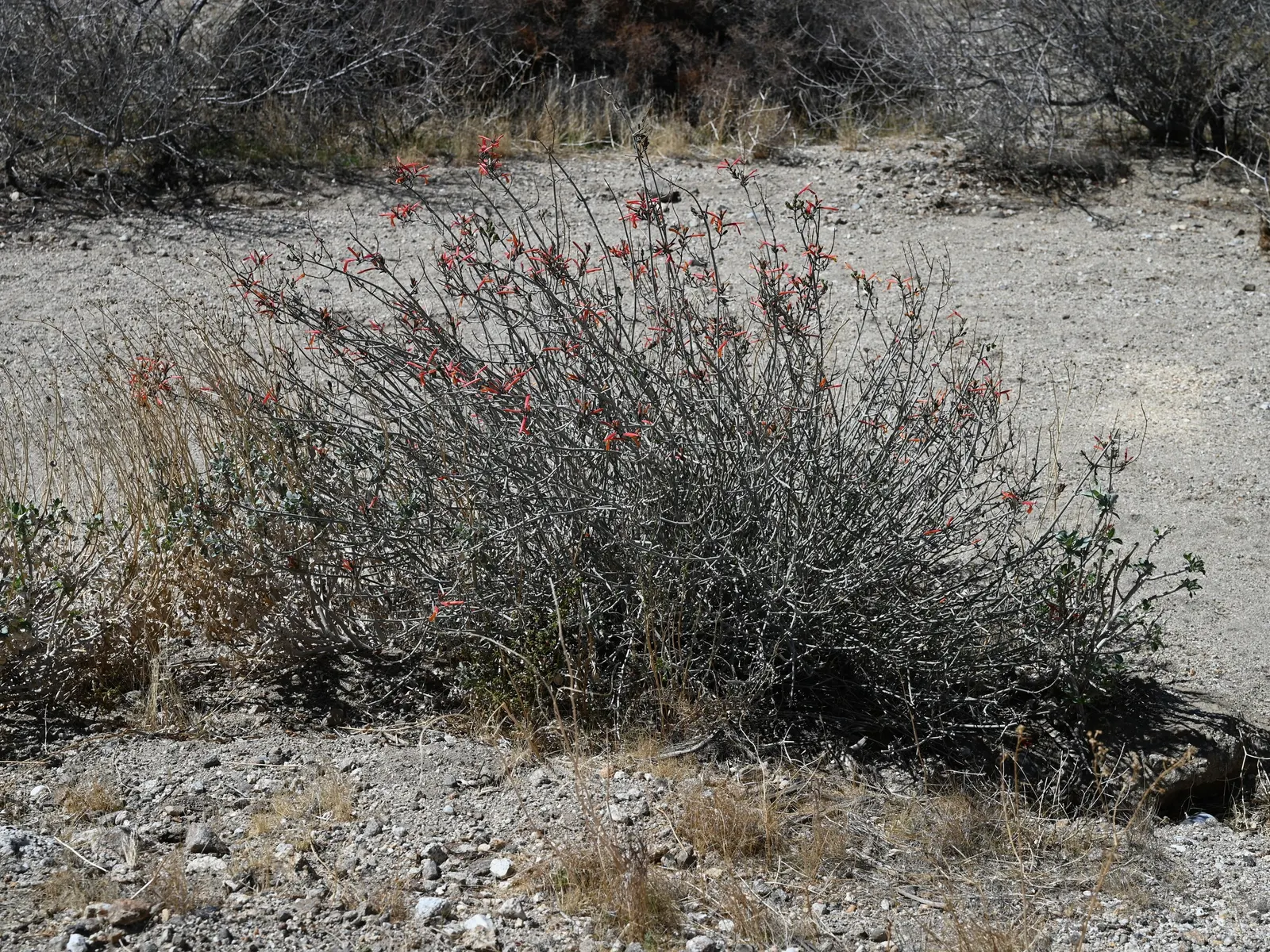 Chuparosa, Calif. Beloperone (Justicia Californica) — Incorporating mulch around the plant will help retain soil moisture and reduce weed growth