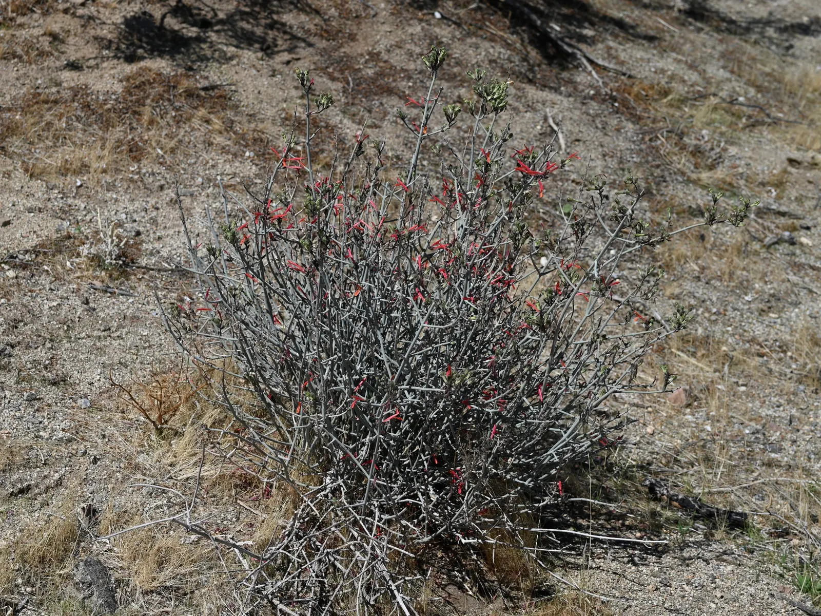 Chuparosa, Calif. Beloperone (Justicia Californica) — These inflorescences burst forth from the leaf axils primarily during spring