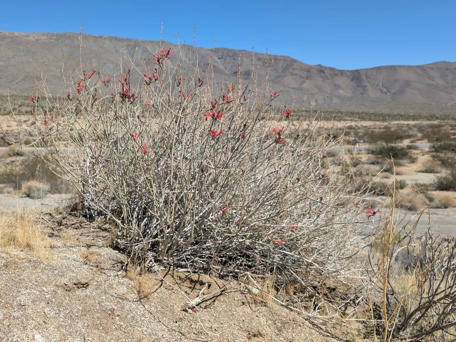 Chuparosa, Calif. Beloperone (Justicia Californica) — Hardiness zones for this species are 9 through 11