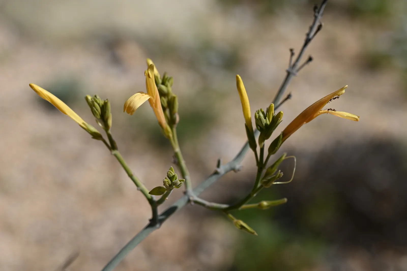 Chuparosa, Calif. Beloperone (Justicia Californica) — Its minimalistic green stems are leafless most of the year