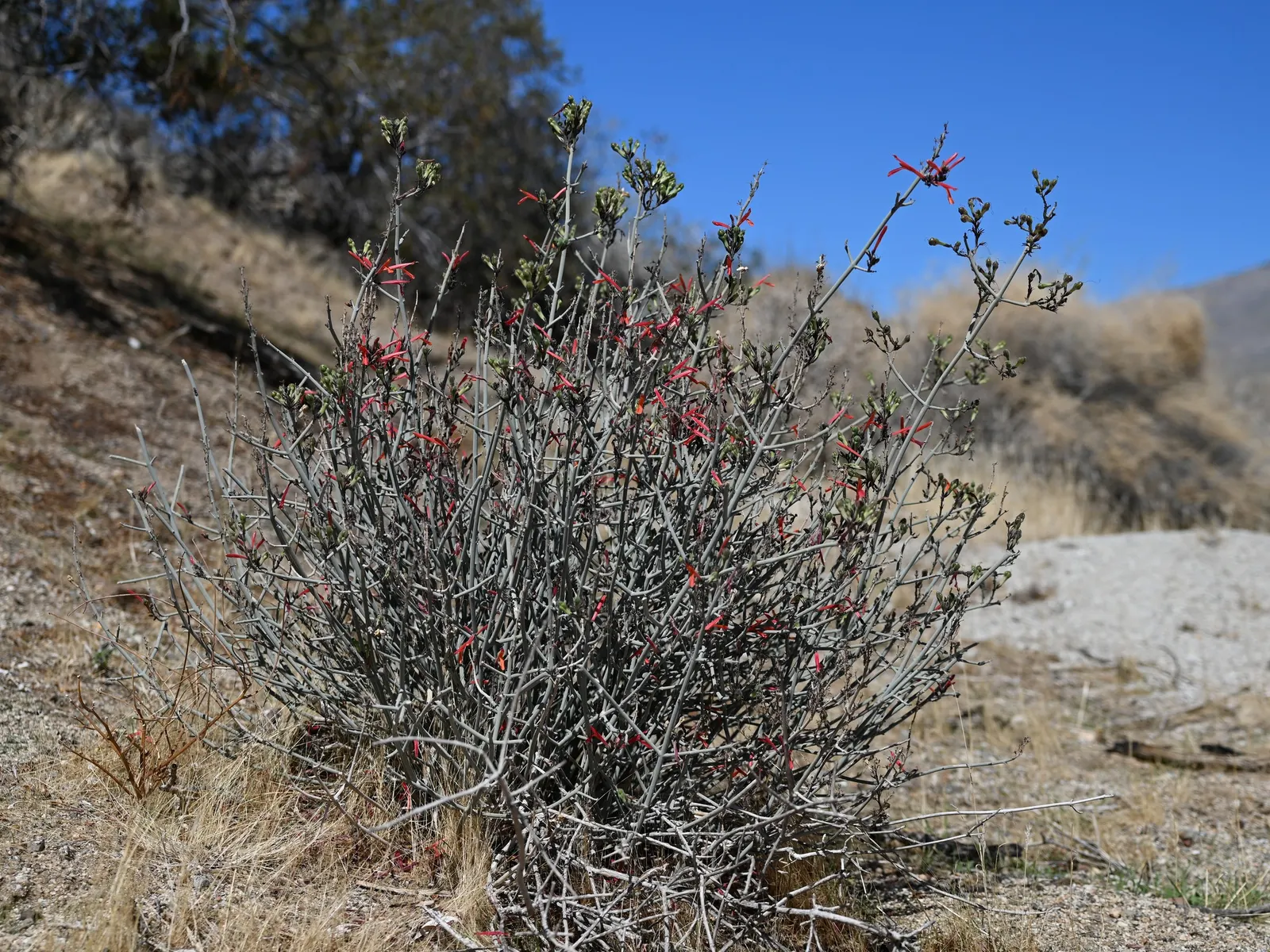 Chuparosa, Calif. Beloperone (Justicia Californica) — along with its ability to attract pollinators like hummingbirds