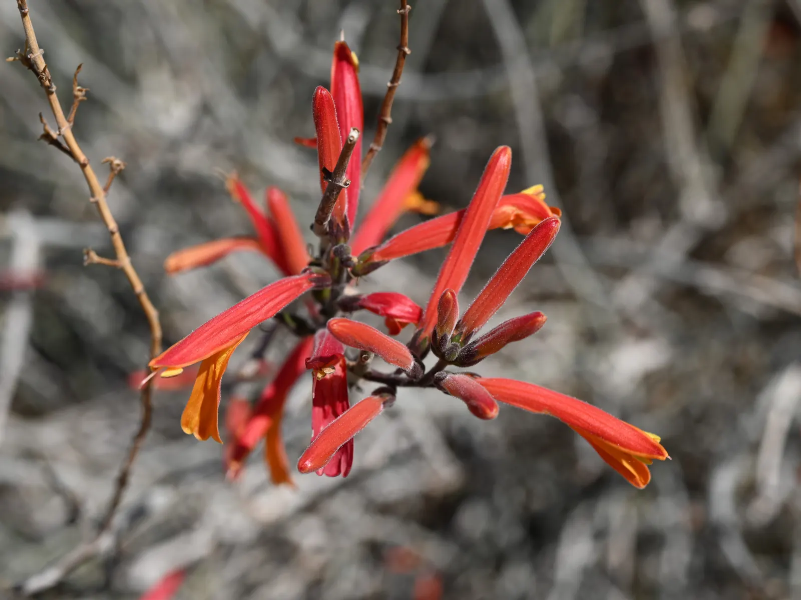 Chuparosa, Calif. Beloperone (Justicia Californica) — Chuparosa (Justicia californica) is a vibrant Southwestern native shrub