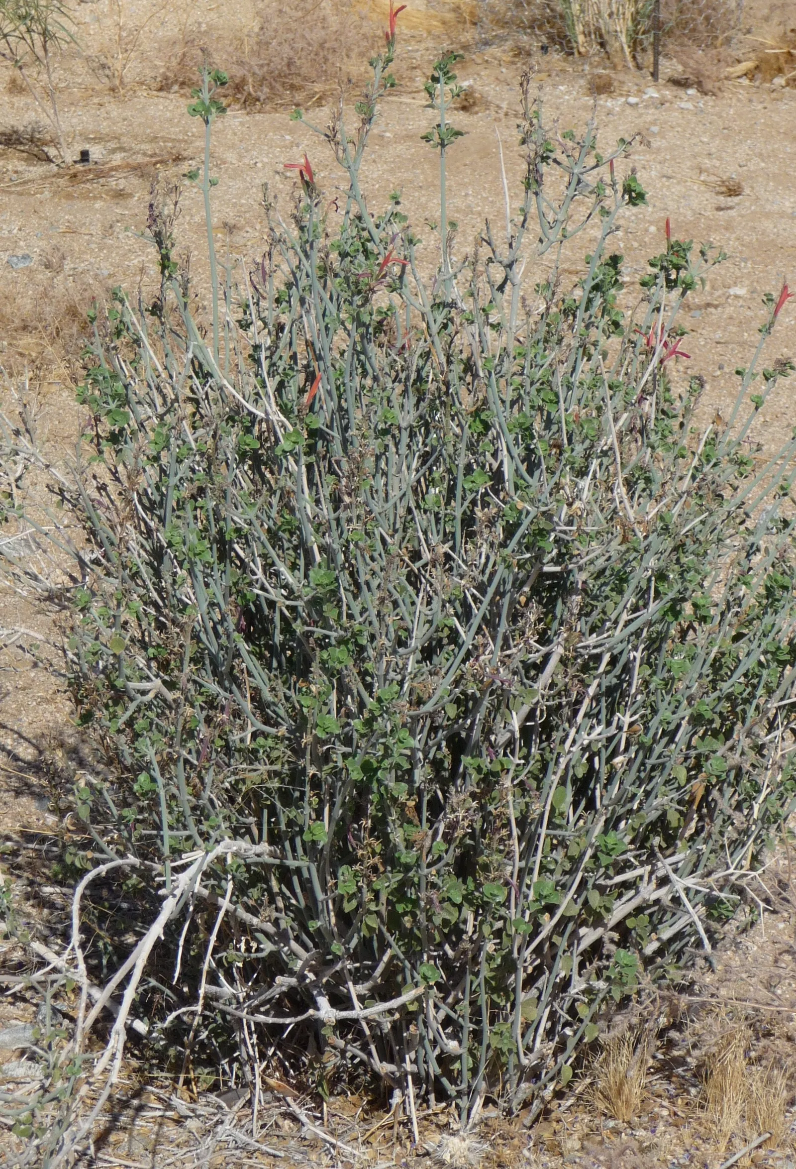 Chuparosa, Calif. Beloperone (Justicia Californica) — depending on environmental conditions