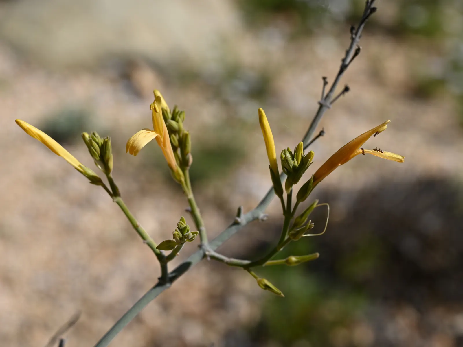 Chuparosa, Calif. Beloperone (Justicia Californica) — Adorned with tubular red flowers year-round, it's a hummingbird haven