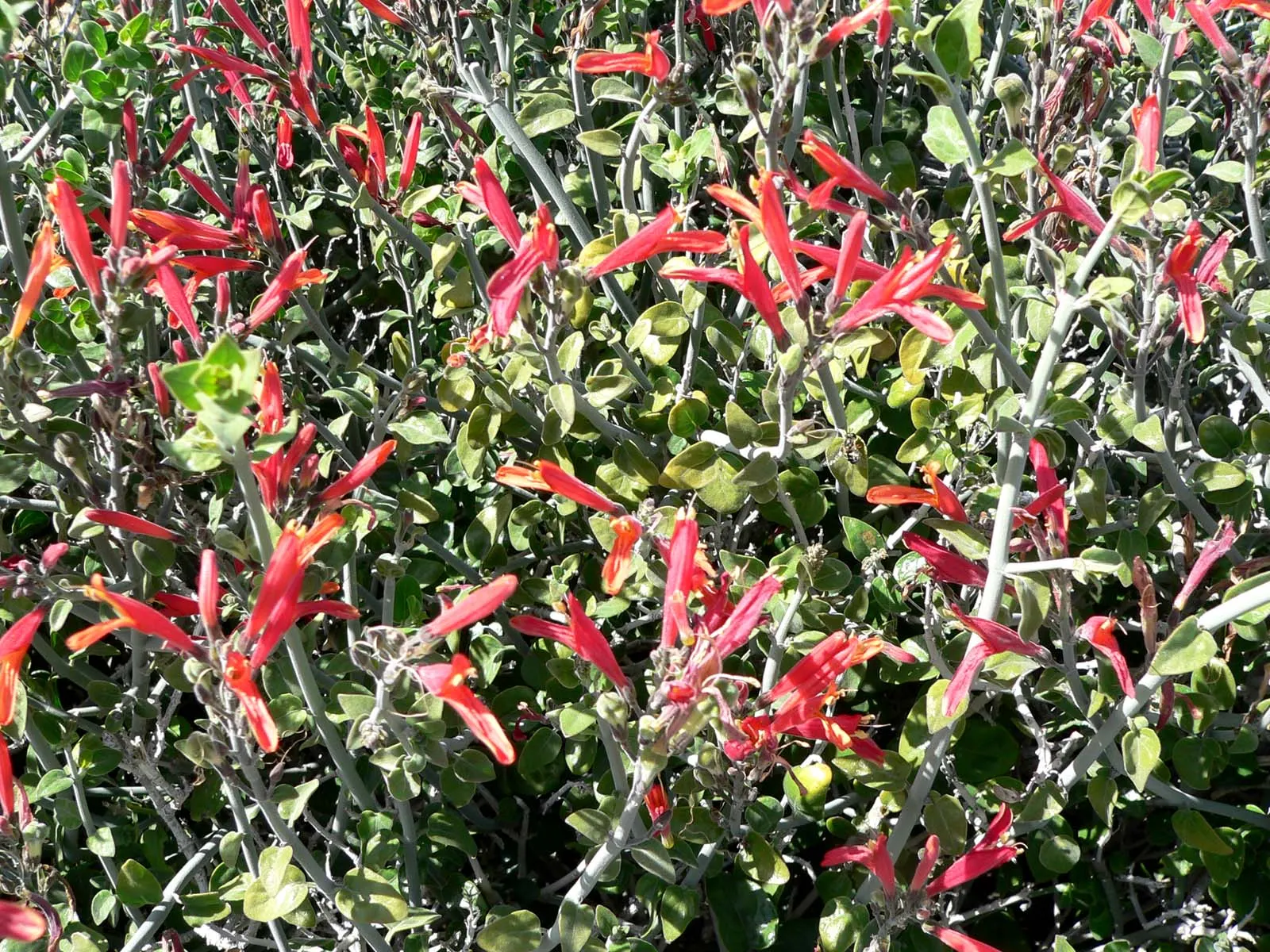 Chuparosa, Calif. Beloperone (Justicia Californica) — this deciduous shrub reaches sizes of 2 to 4 feet in height and a similar width of 2 to 4 feet