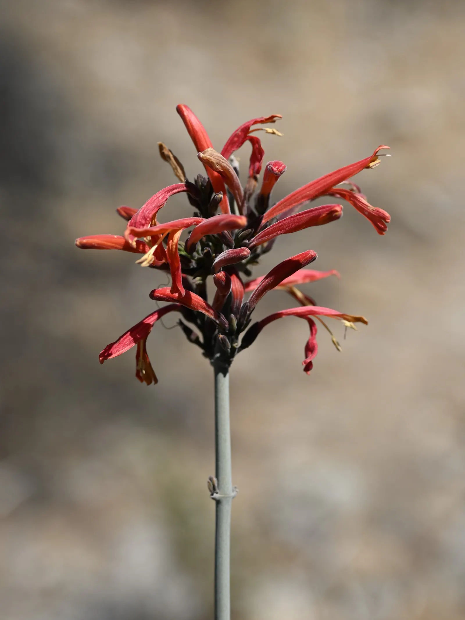 Chuparosa, Calif. Beloperone (Justicia Californica) — Minimal supplemental water is necessary once established, as this plant is well-adapted to arid conditions