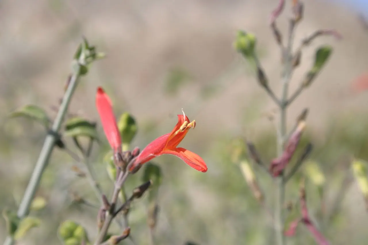Chuparosa, Calif. Beloperone (Justicia Californica) — highlighting the blossoms and making it a focal point in xeriscapes