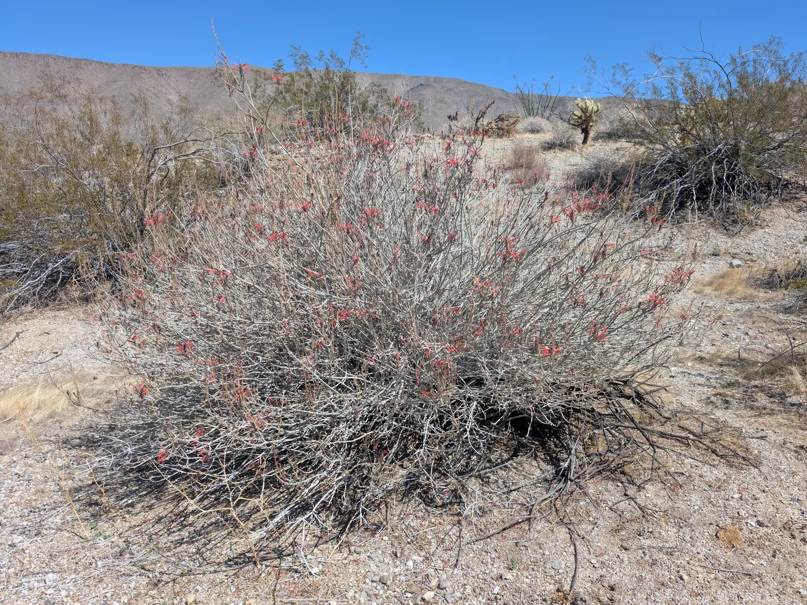 Chuparosa, Calif. Beloperone (Justicia Californica) — but under ideal circumstances and in milder climates